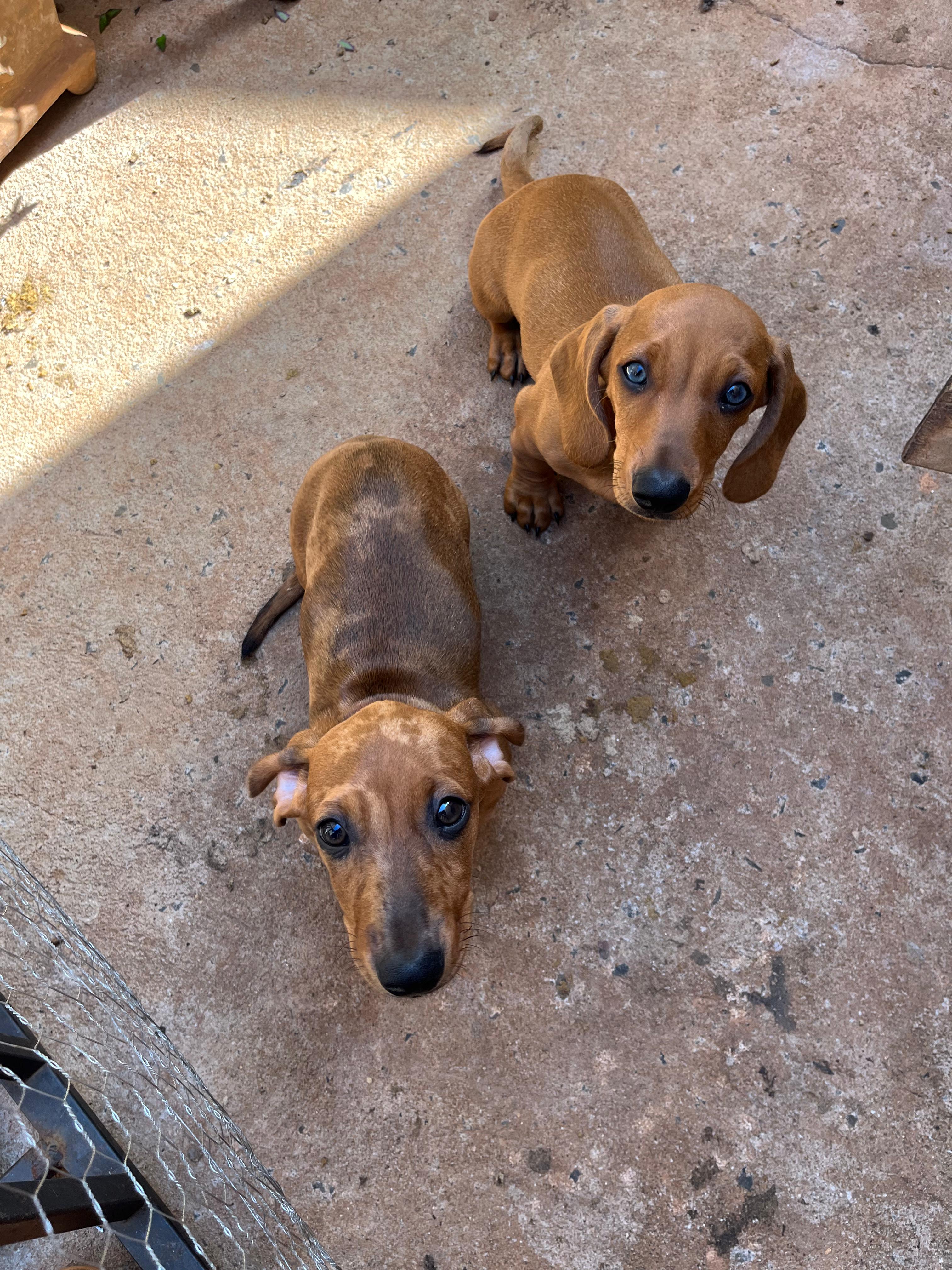 Vendo filhotes de dachshund - Foto 1