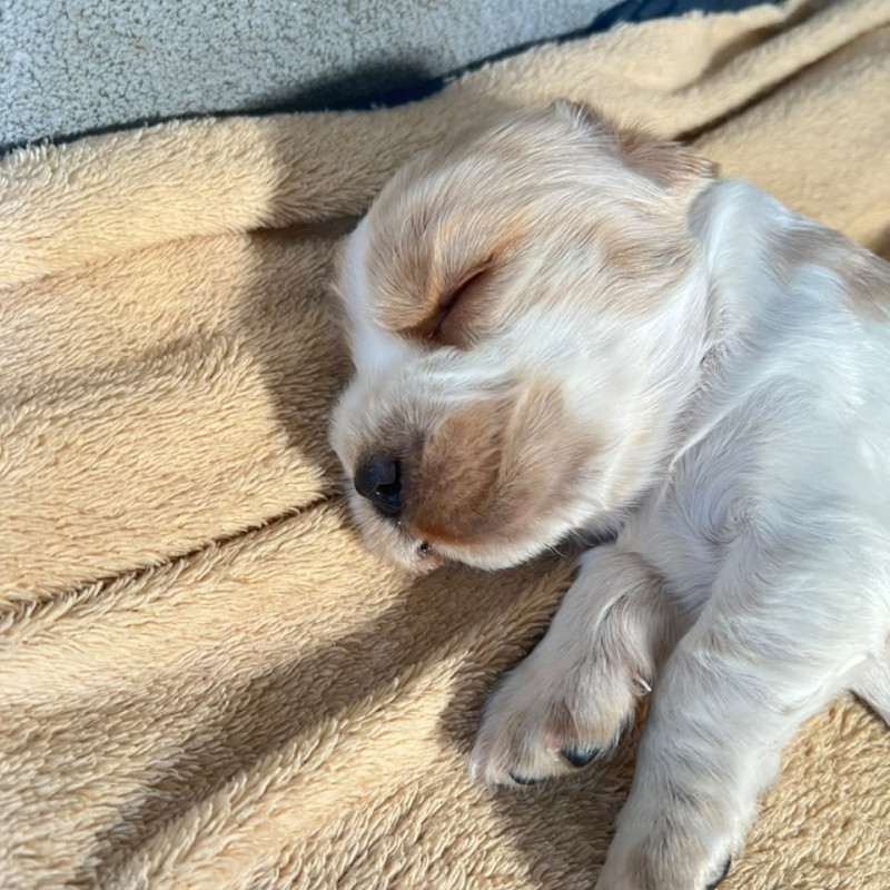 Cocker Spaniel Inglês - Raça Pura Apenas um Macho e uma Fêmea disponível - Foto 1