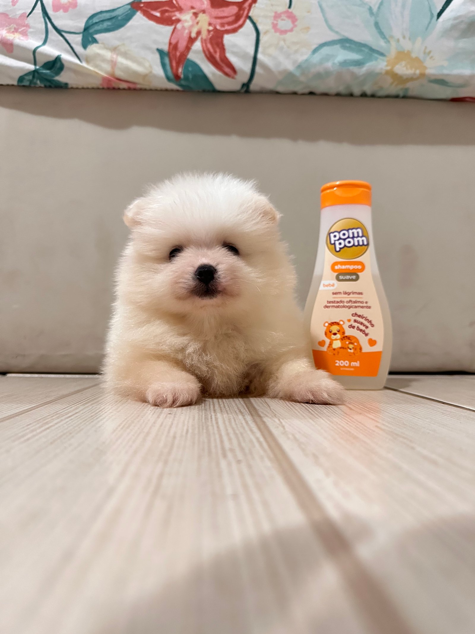 Spitz alemão anao (Lulu da pomerania) - Foto 4