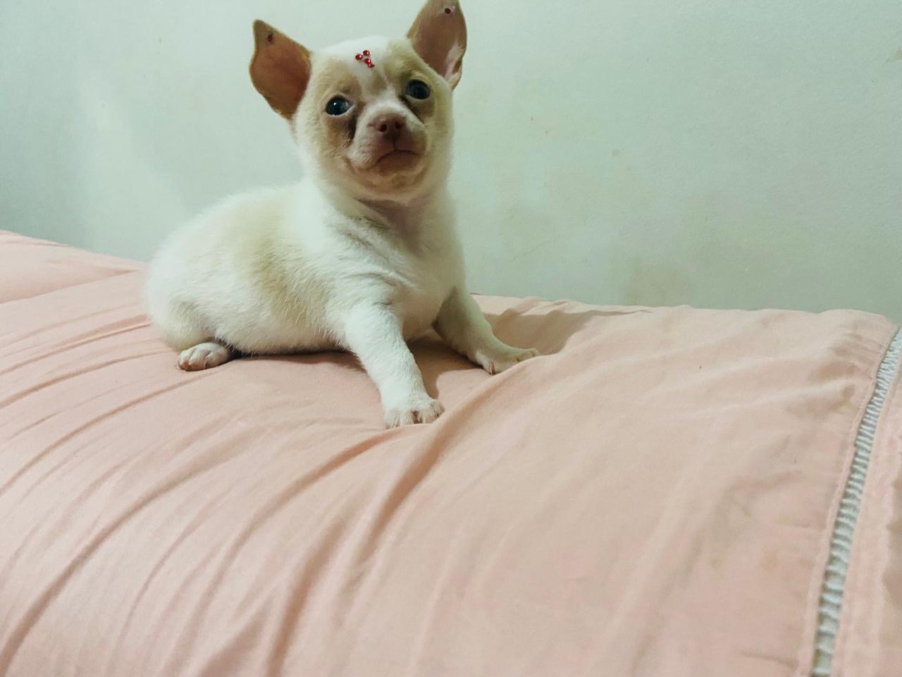 Chihuahua - Foto 1