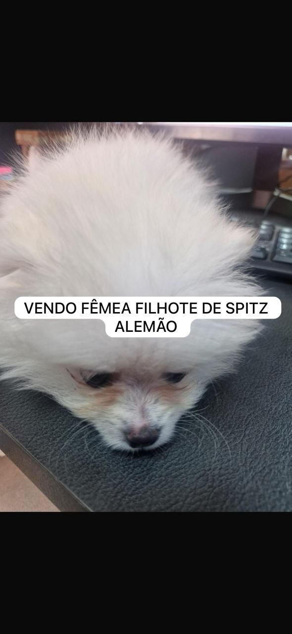 Spitz Alemão - Foto 3