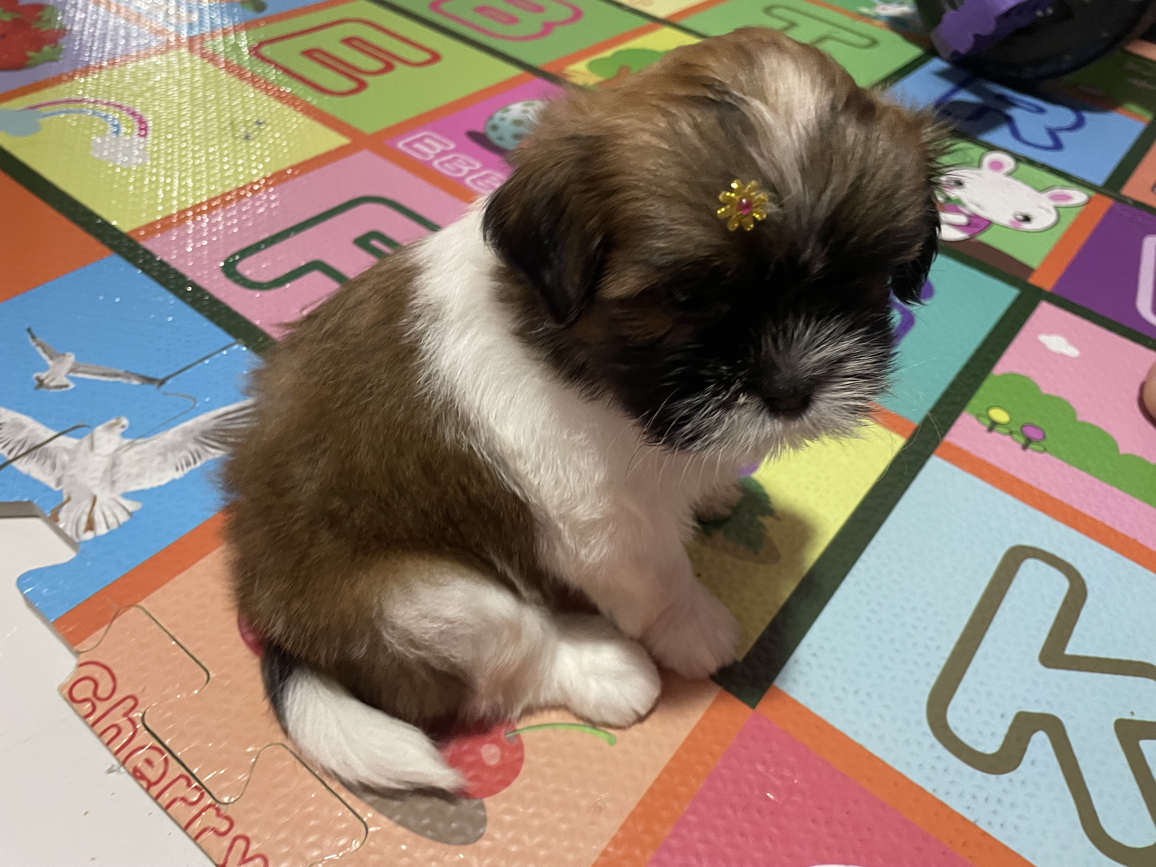 Vendo filhote de Shih Tzu  - Foto 4