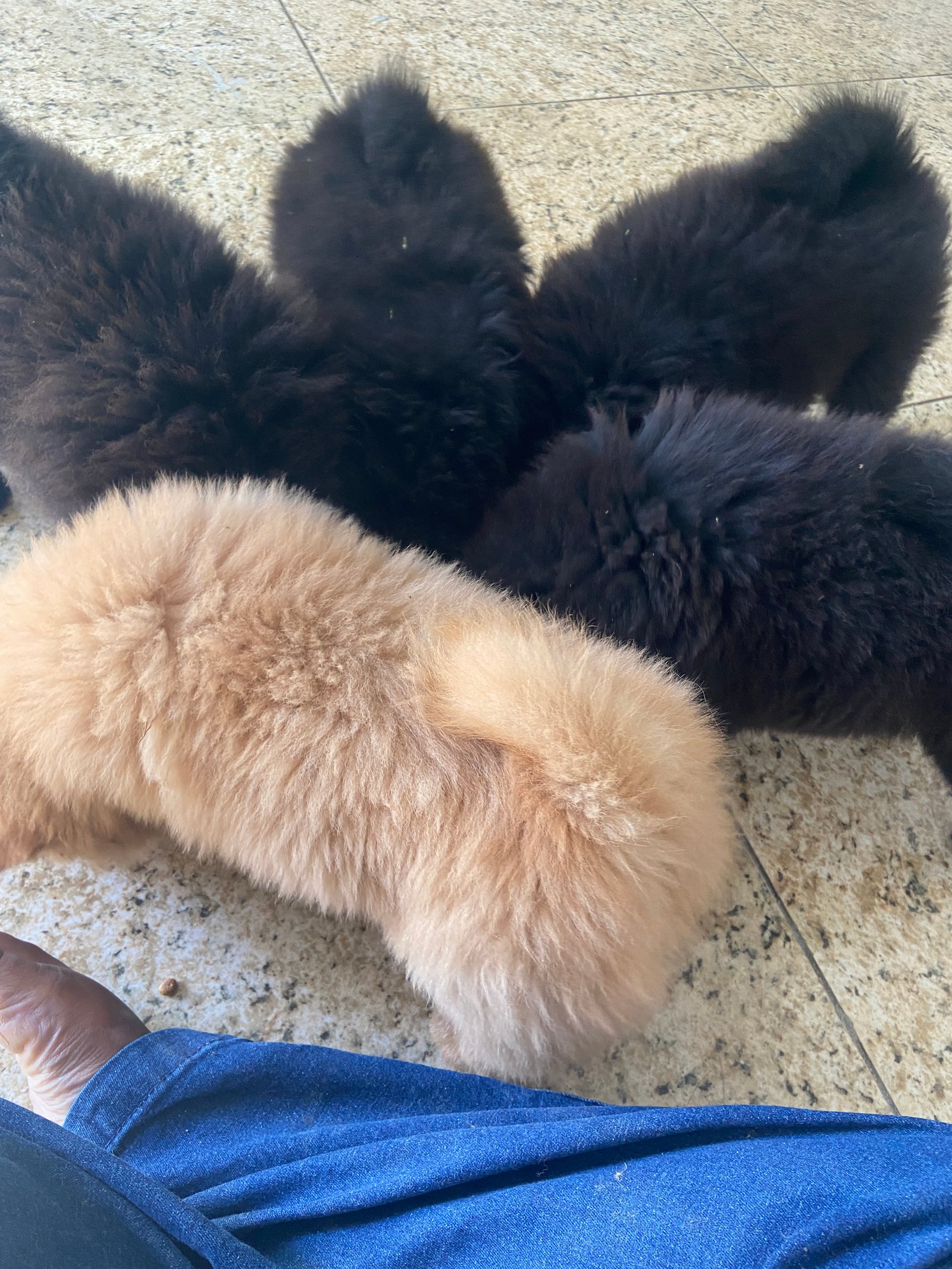 Vendo filhote de chow chow  - Foto 2