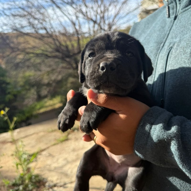 Filhotes de Cane Corso Italiano - Foto 2