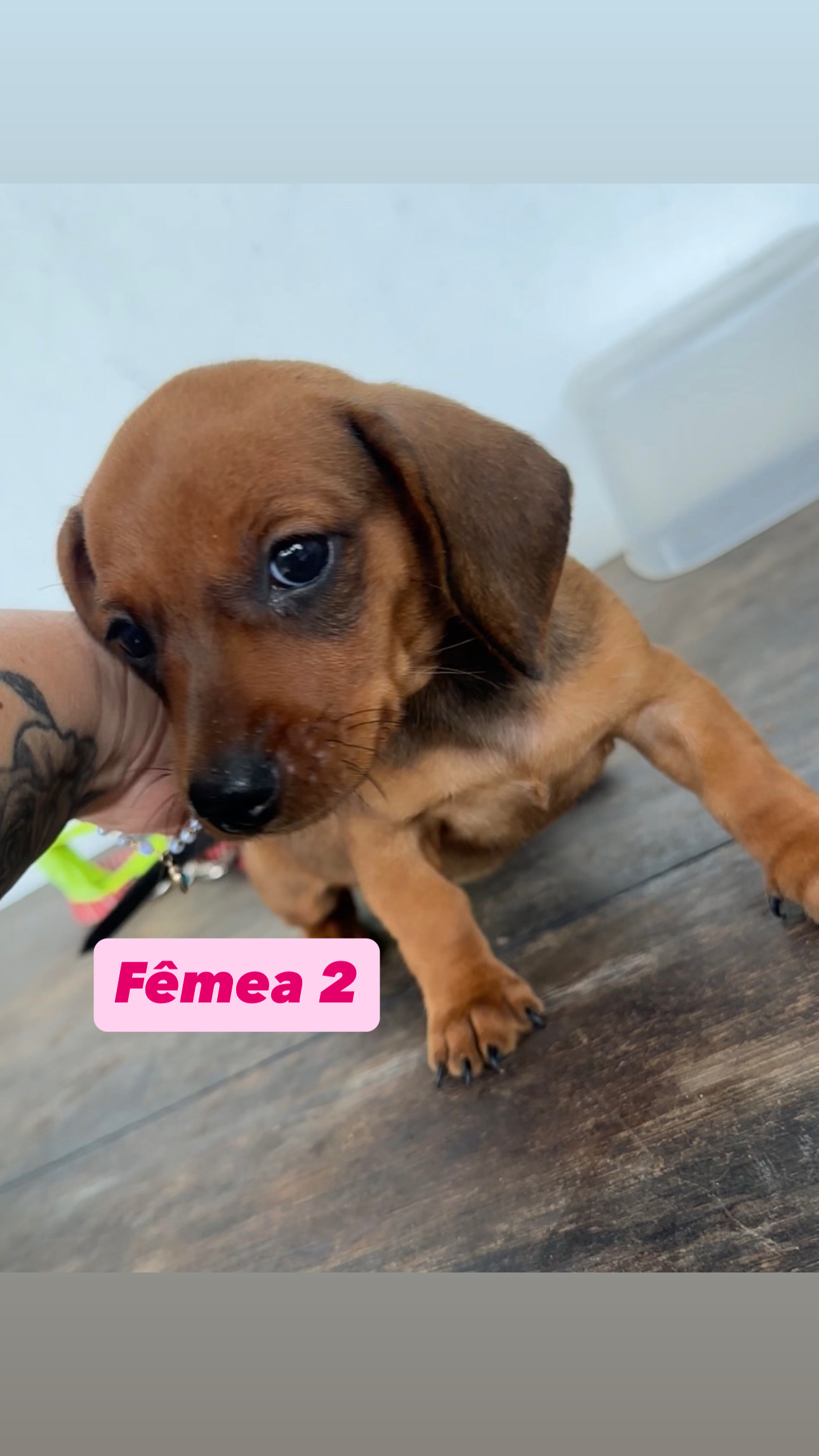 oportunidade de levar para casa um companheiro leal e cheio de amor está acabando! ❤️ - Foto 4