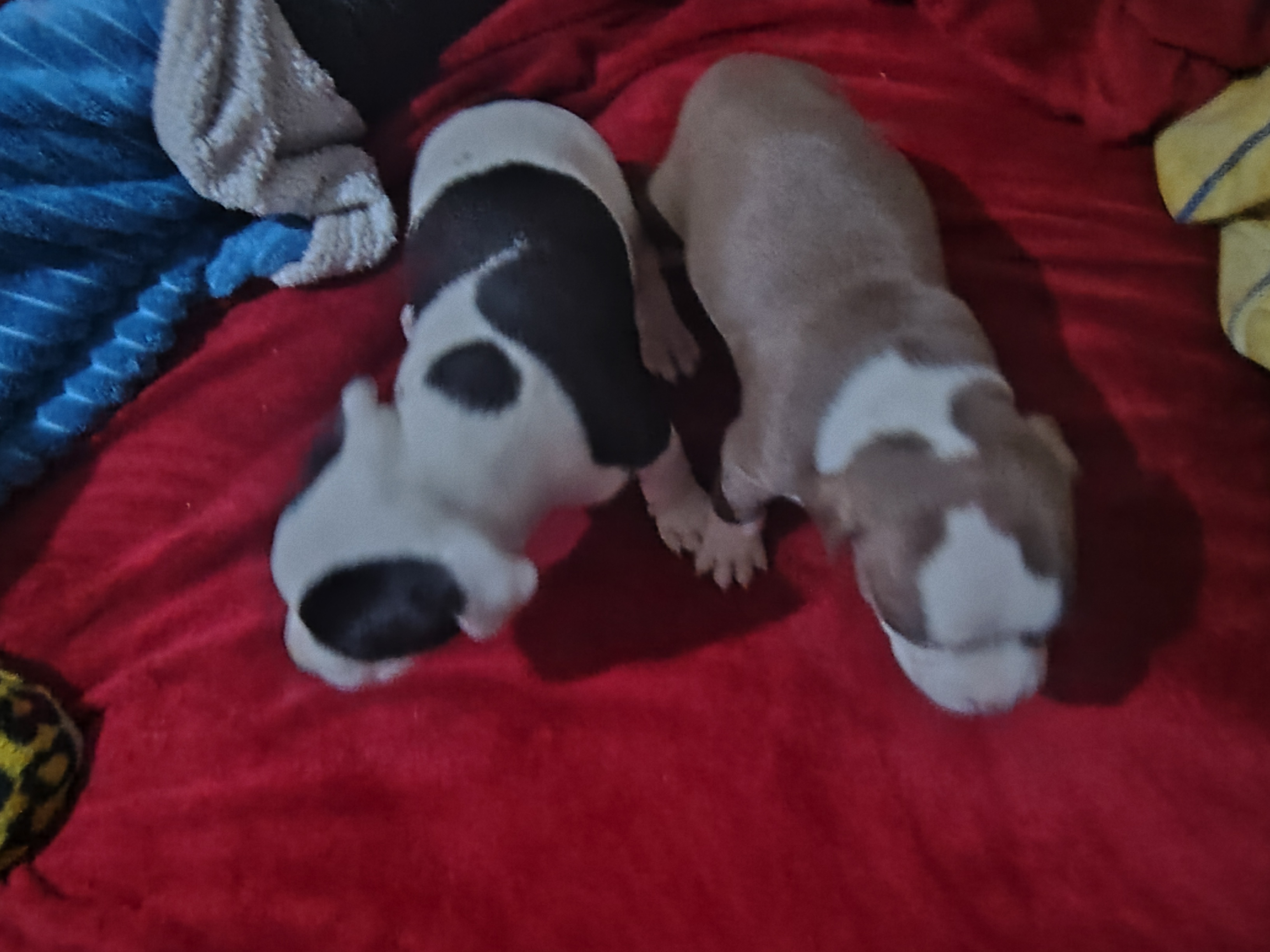 American Bully - Foto 3