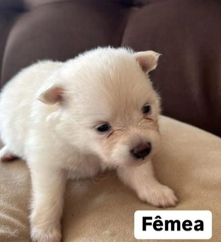 Filhotes de Lulu da Pomerânia - Foto 4