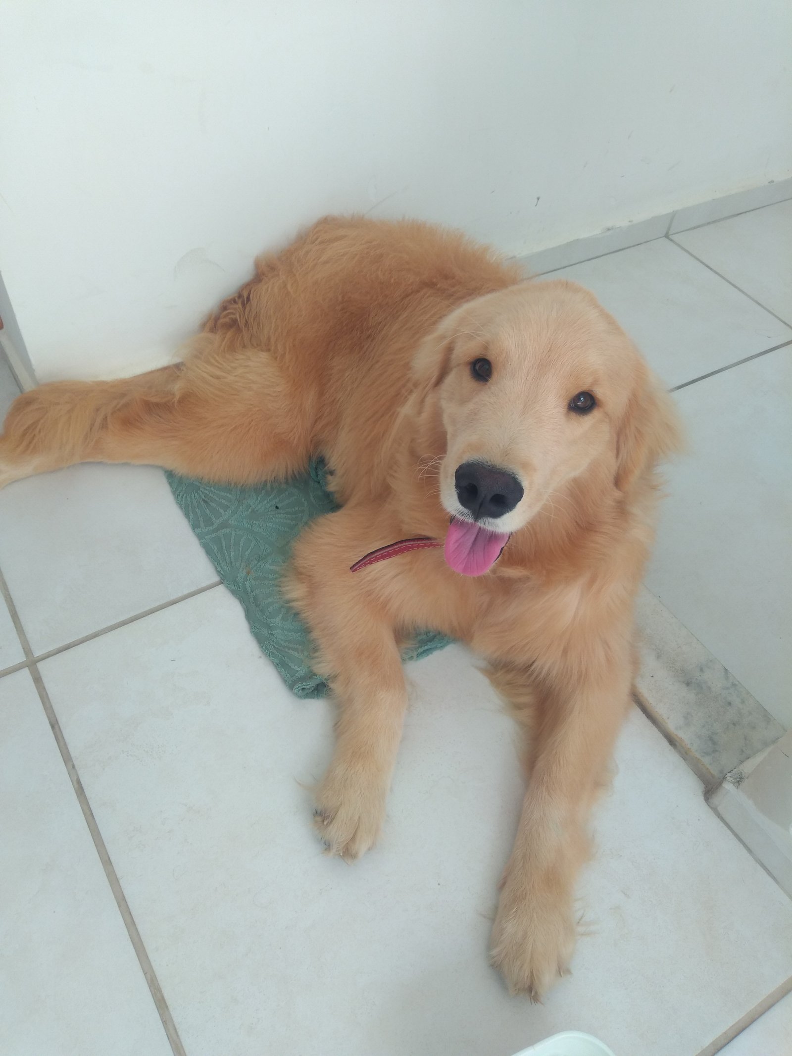 Vende se Gold retriaver  - Foto 1