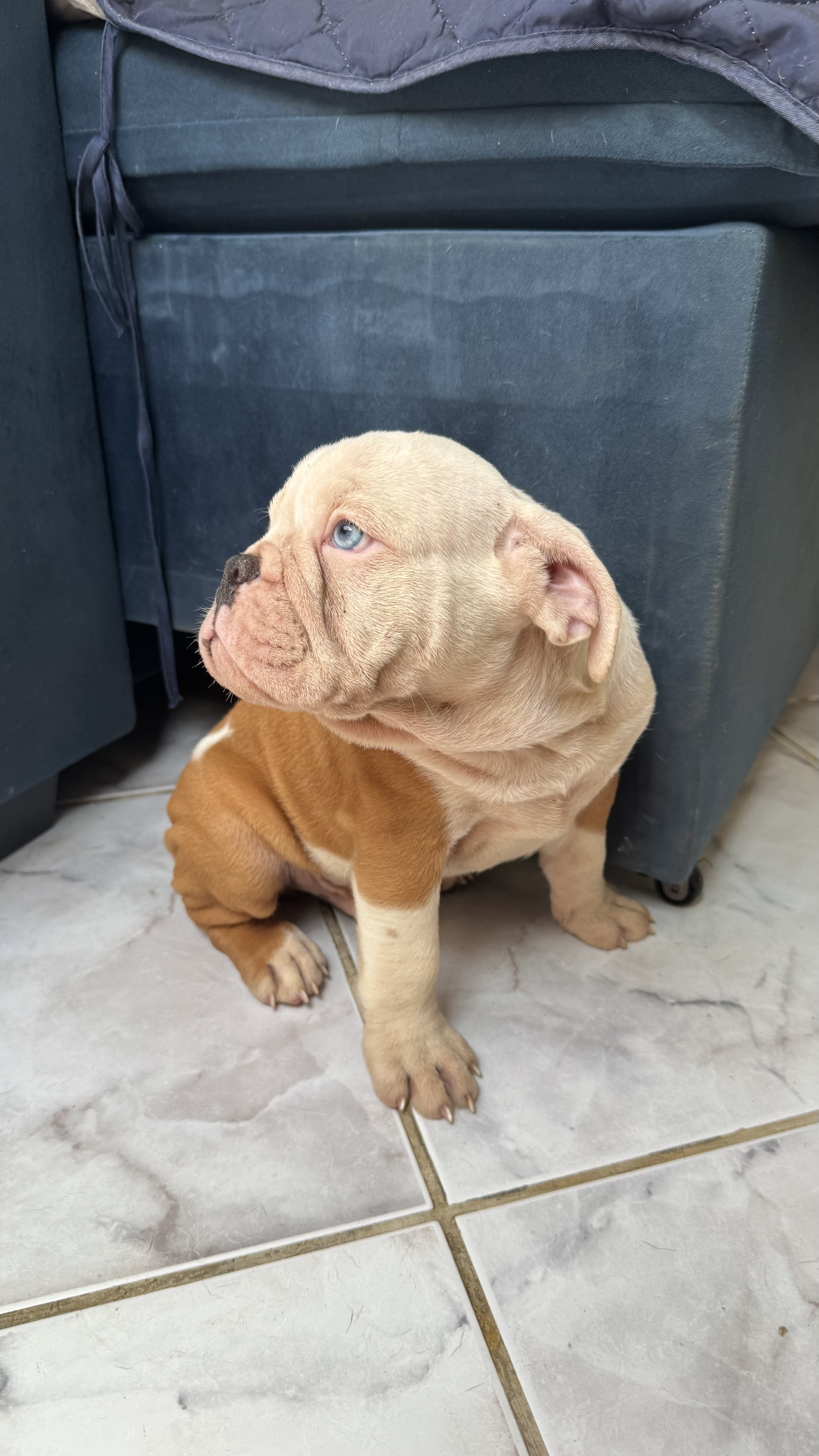 Buldogue Inglês - Foto 1