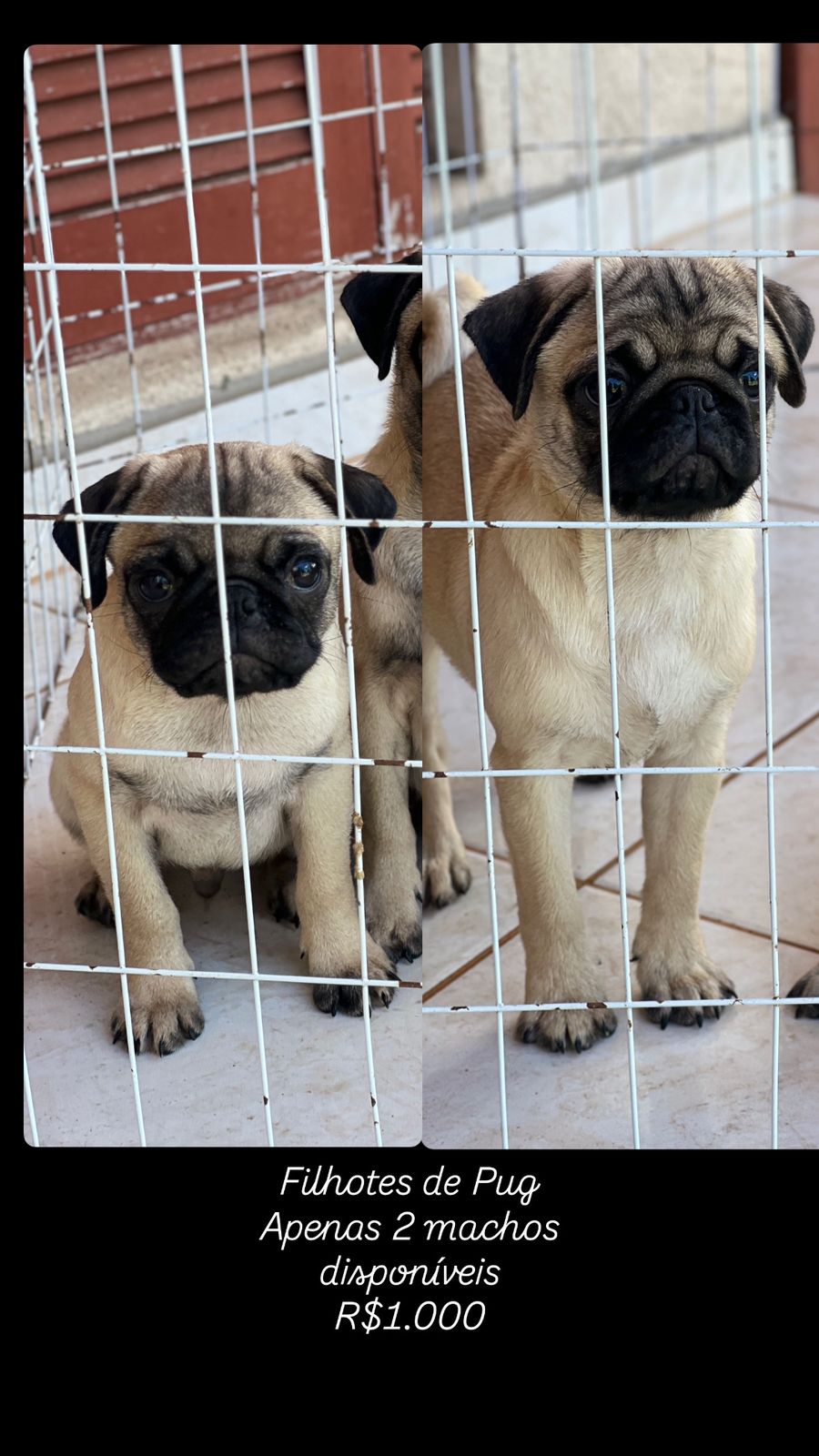 Pug - Foto 1