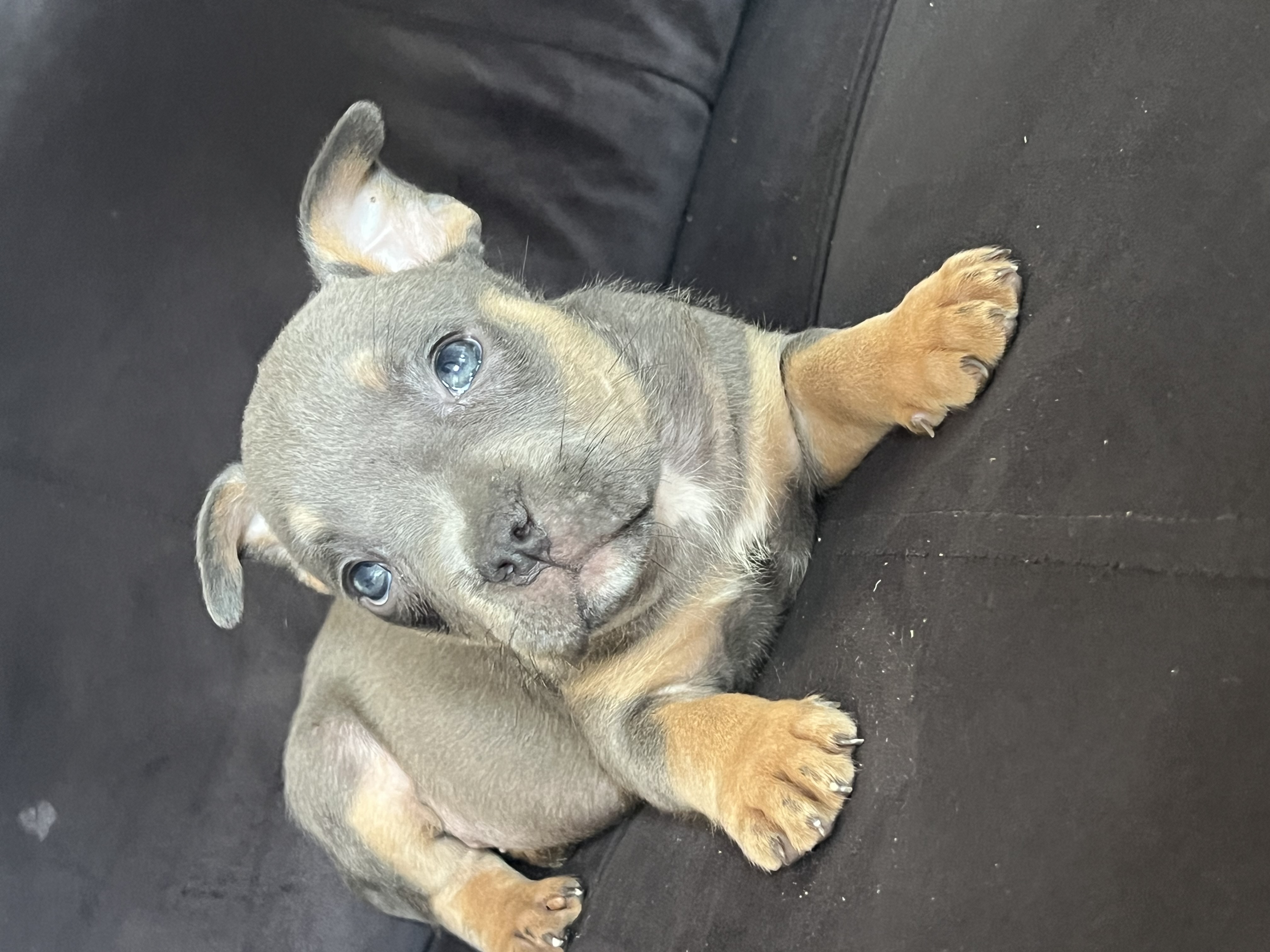 American Bully - Foto 3