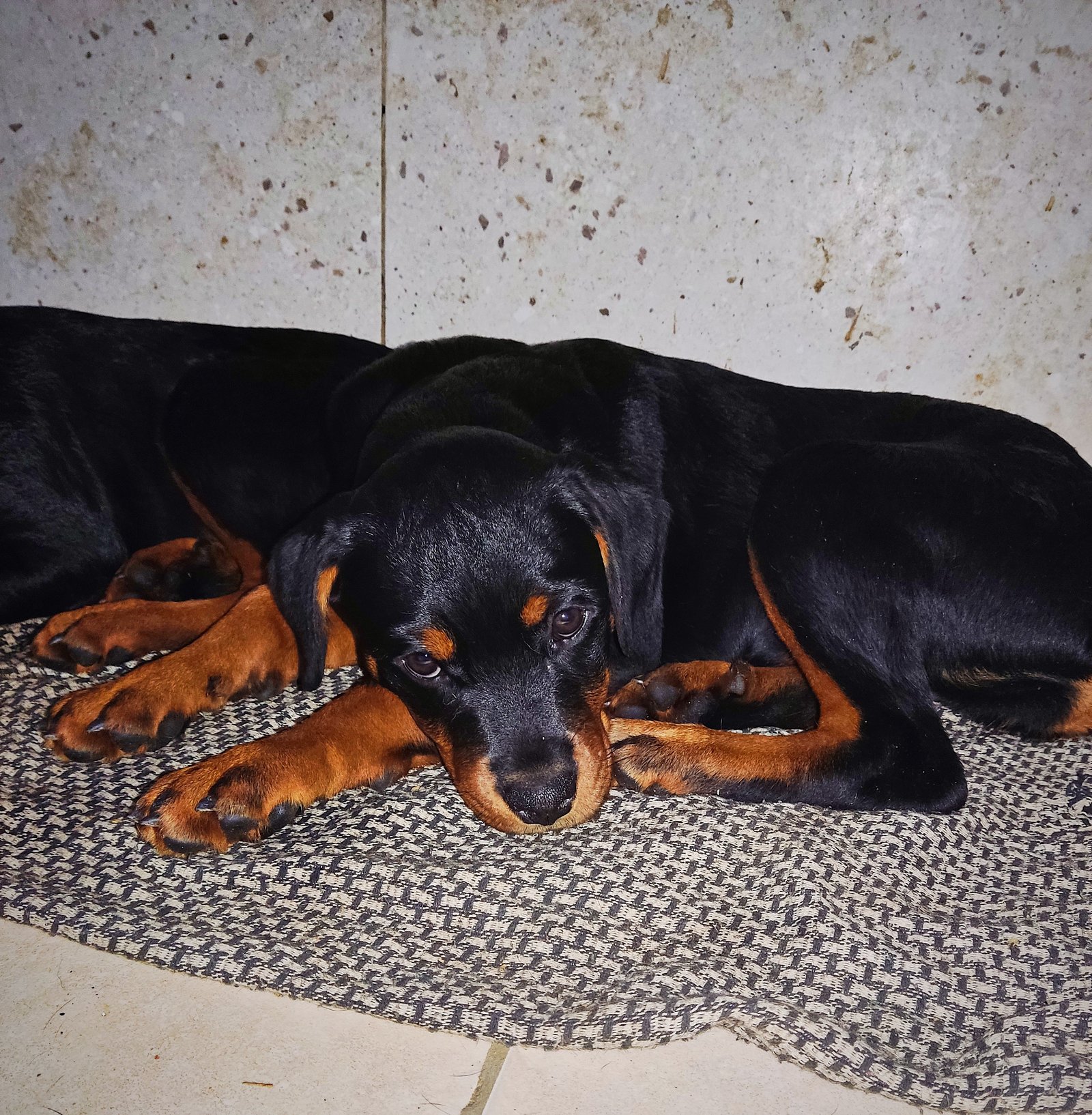 Rottweiler Filhote Fêmea Puros pais com pedigree cbkc - Foto 1