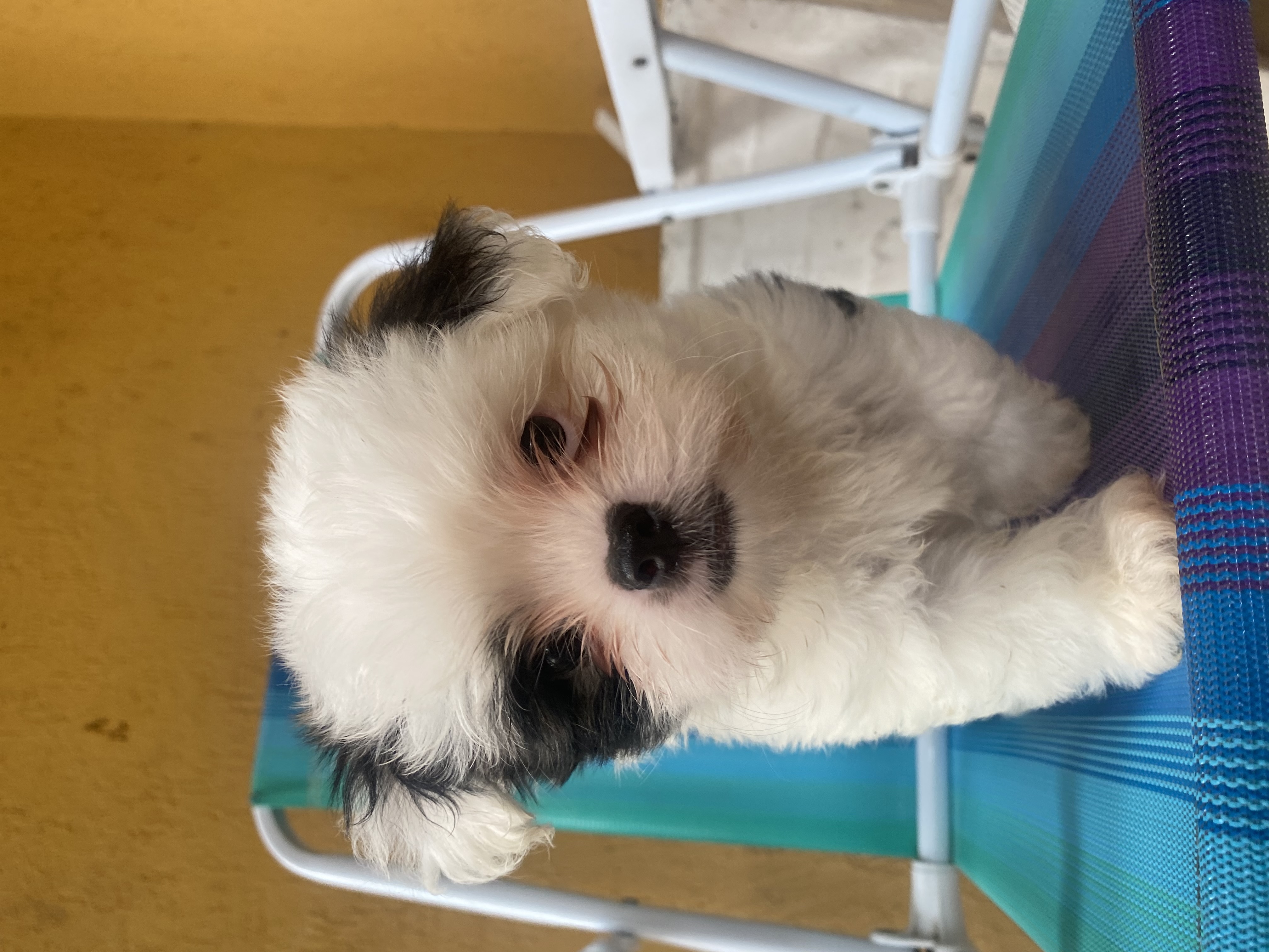 cachorro shih tzu - Foto 1