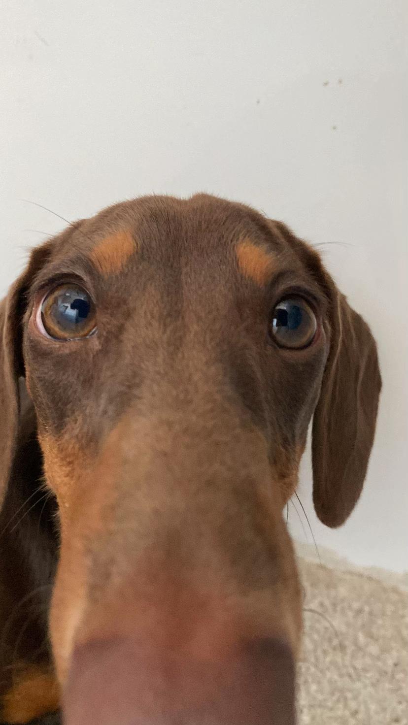 Dachshund Filhote Marrom – Vacinado, Microchipado e com Pedigree Emitido - Foto 2