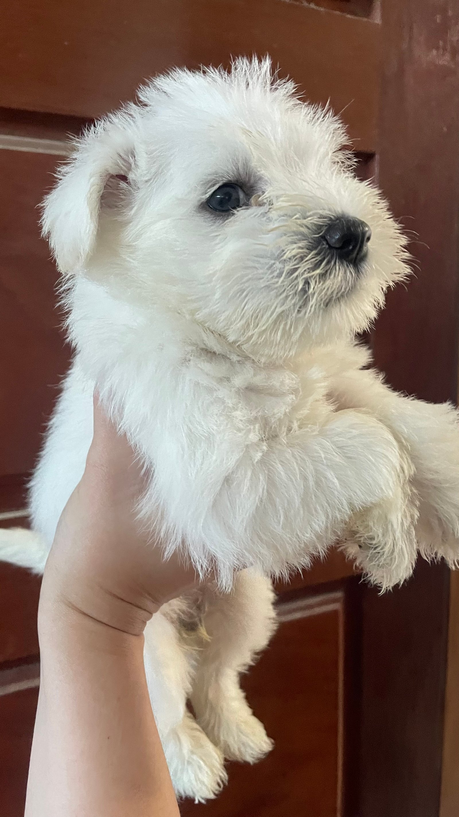 Filhotes de schnauzer disponíveis  - Foto 3