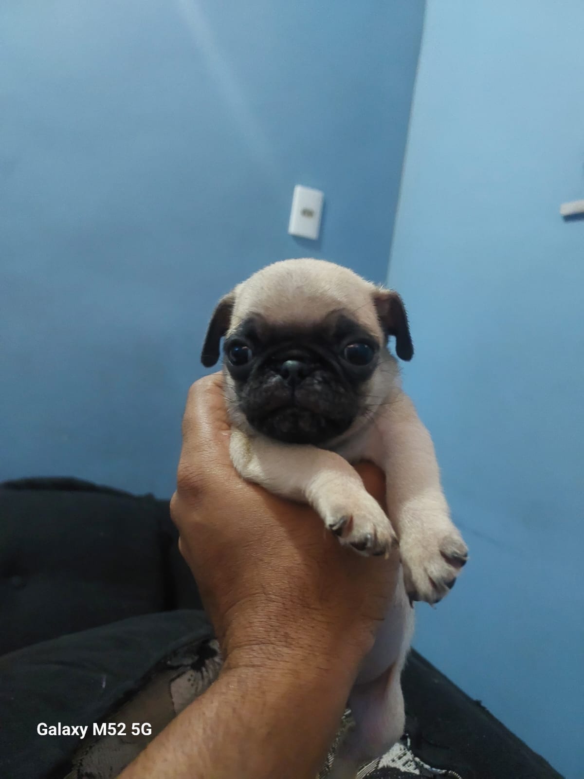 Pug - Foto 3