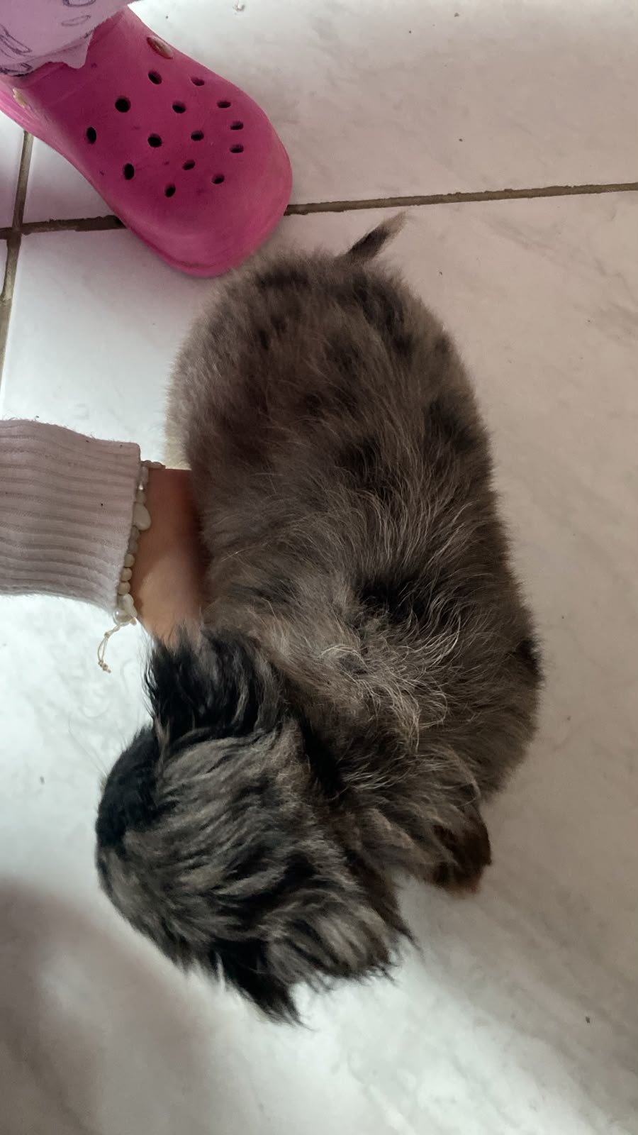 Vendo poodle  - Foto 2