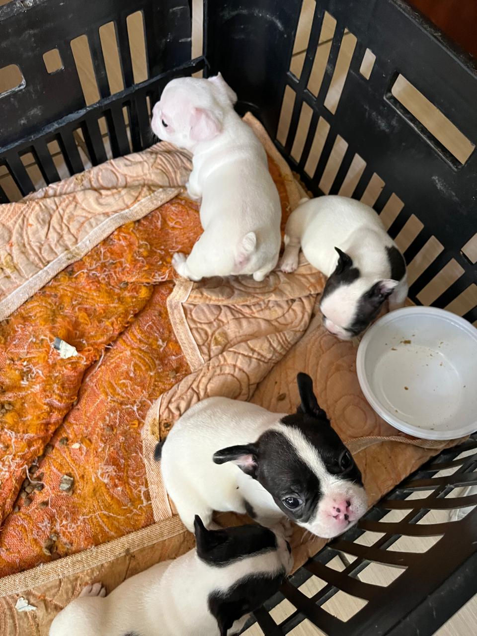 Filhotes bulldog francês - Foto 3