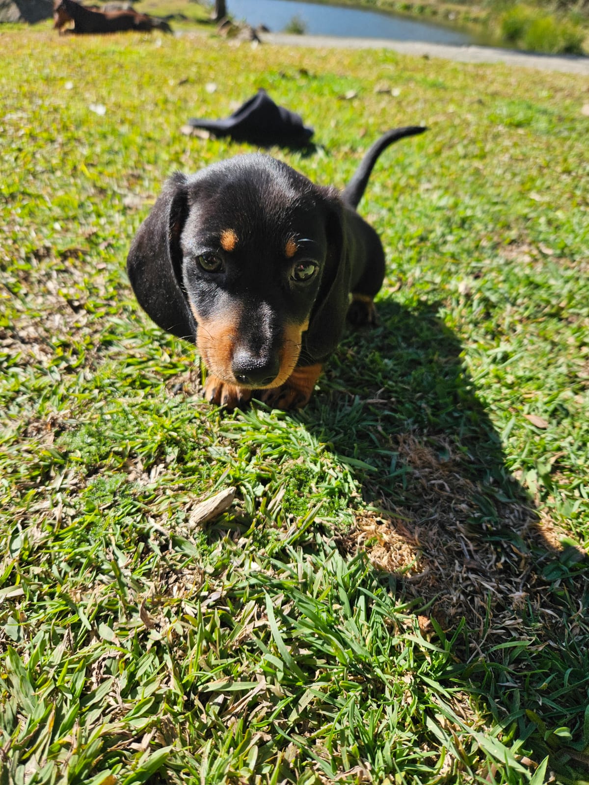 Basset Hound - Foto 3