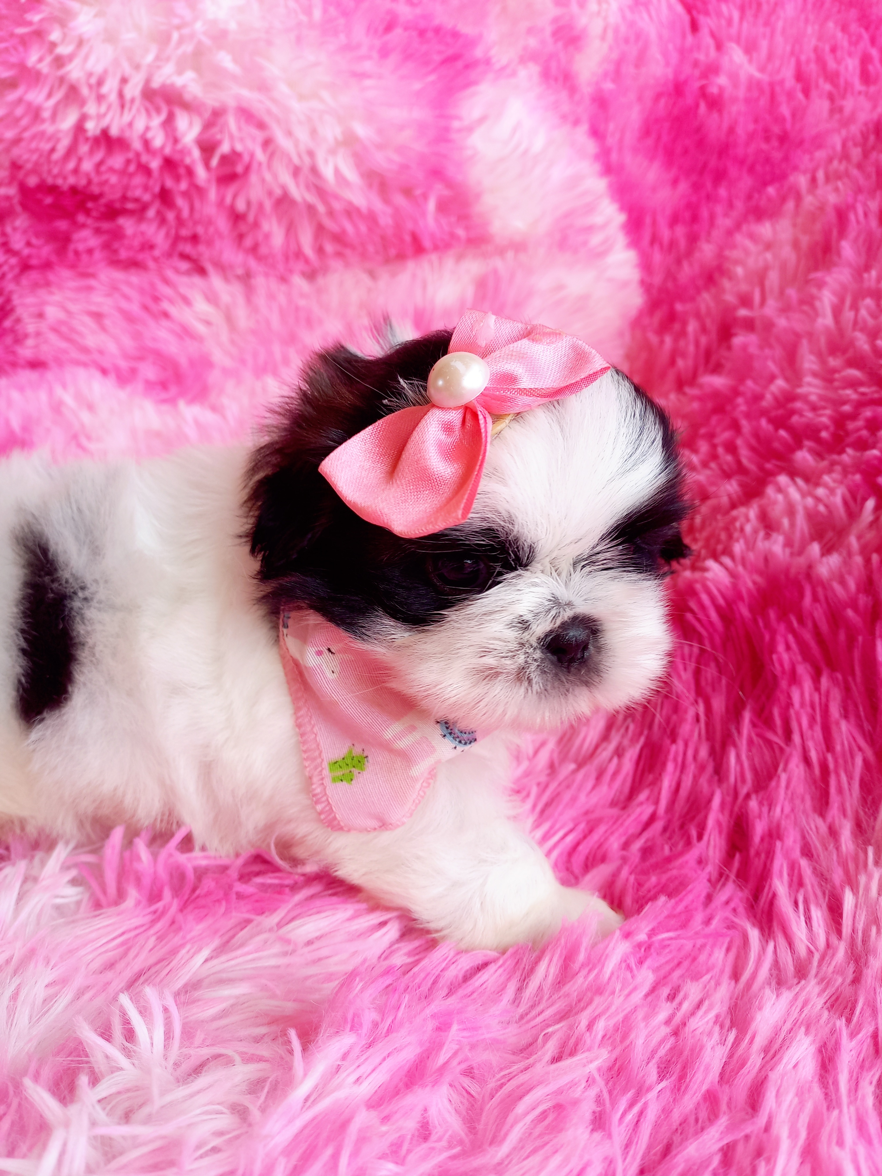 Shih Tzu - Foto 3