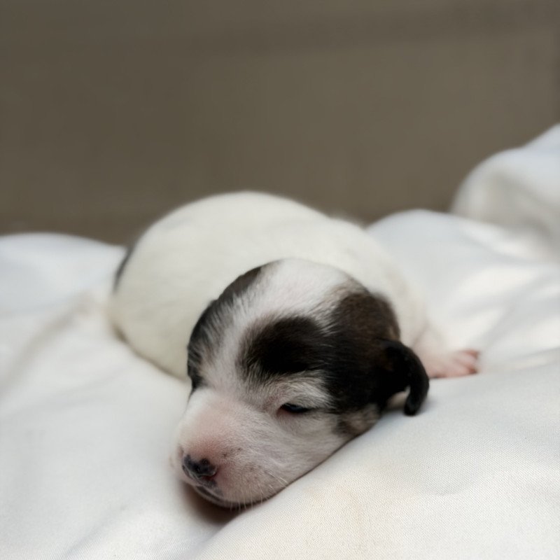 Lindos filhotes de Jack Russell Terrier disponíveis - Foto 4