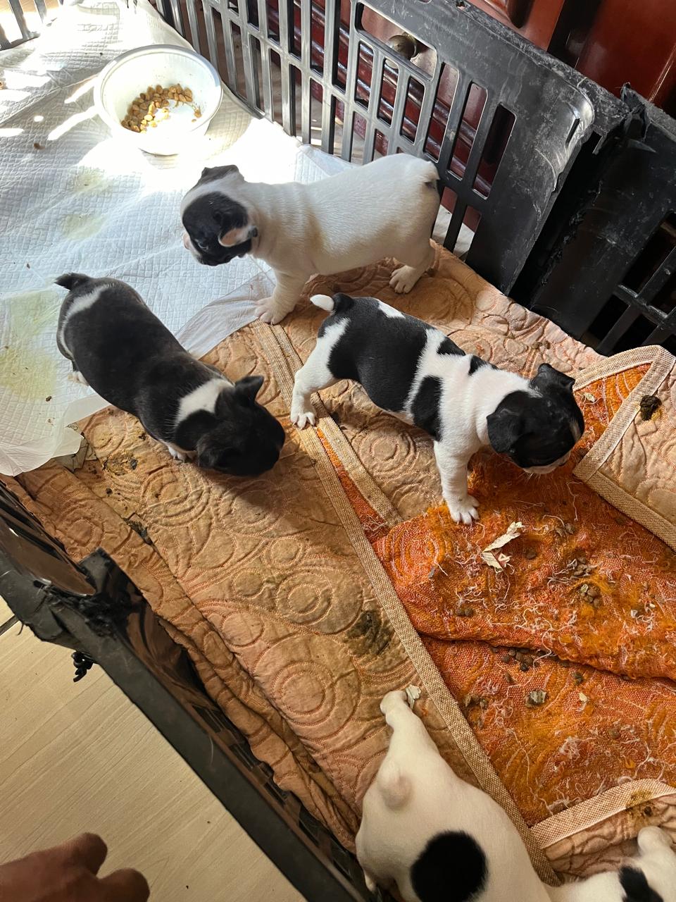 Filhotes bulldog francês - Foto 4