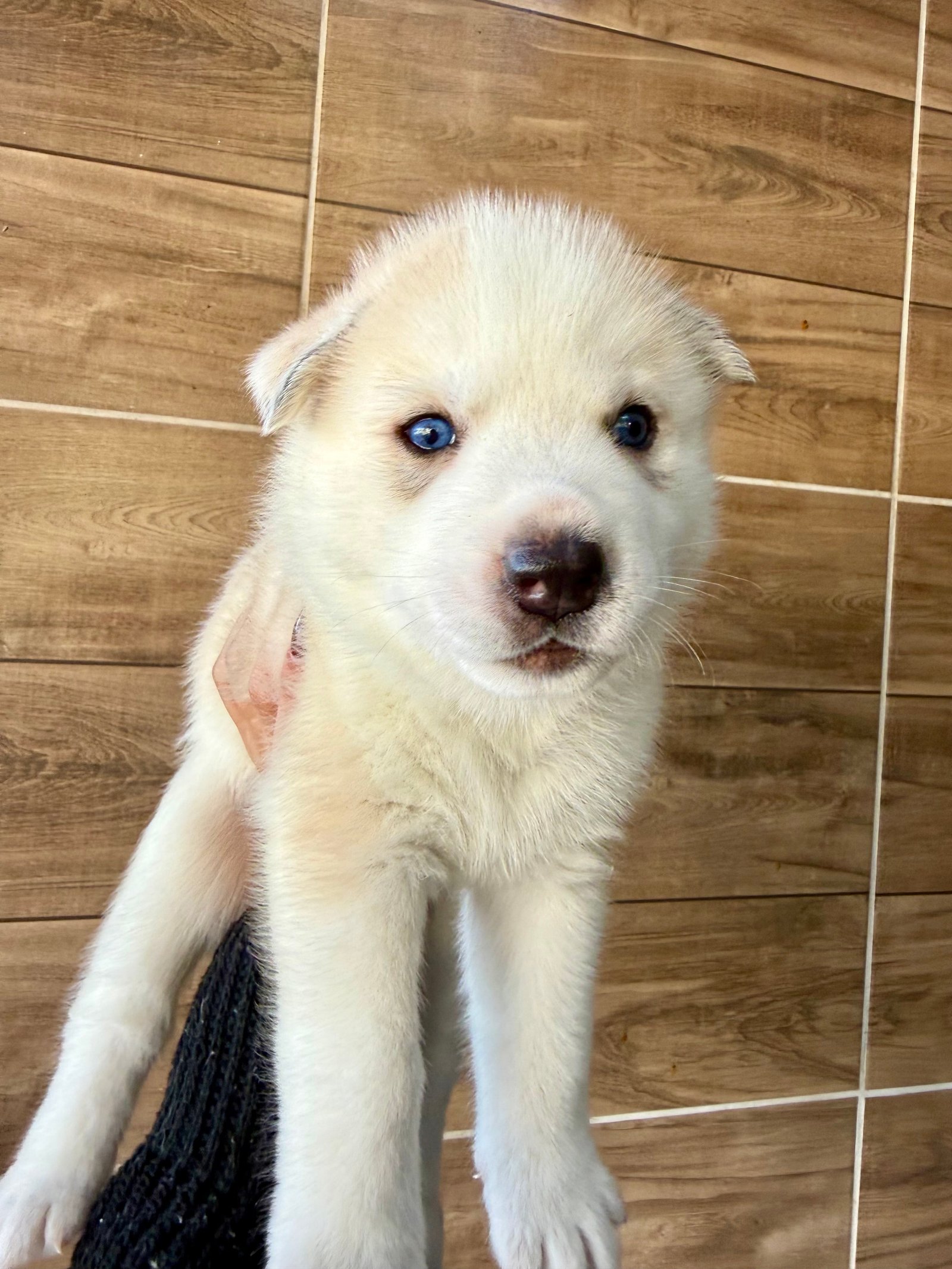 Filhotes de Husky Siberiano – Lindos, saudáveis e prontos para um novo lar! - Foto 1