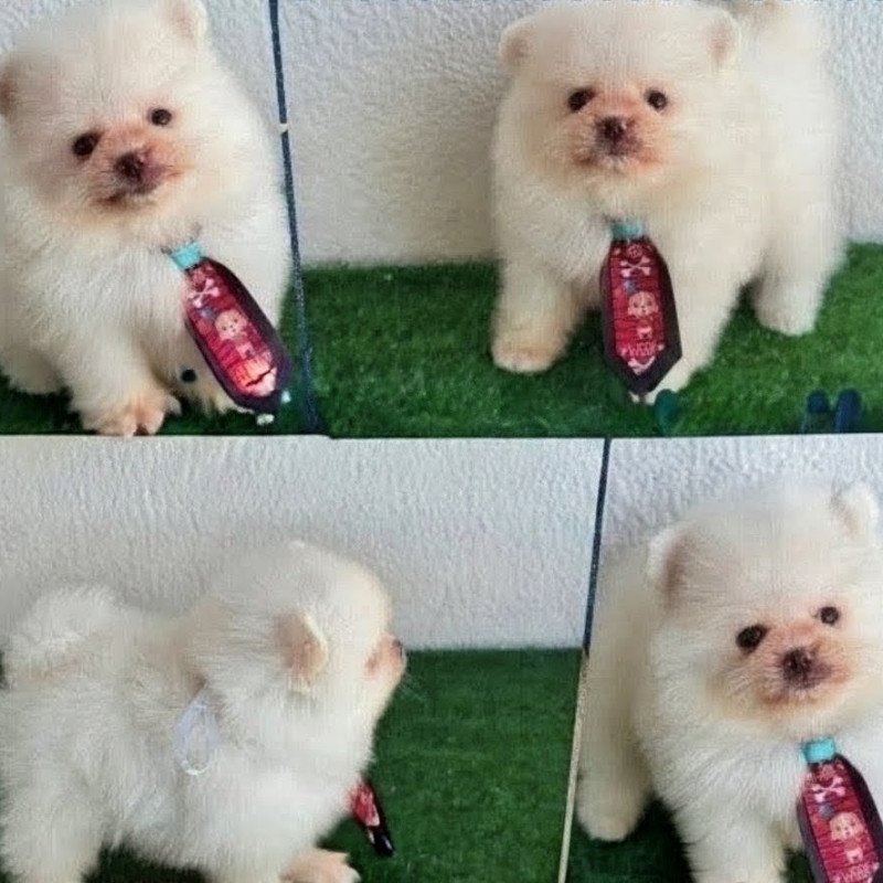 Lulu da pomerania - Foto 1