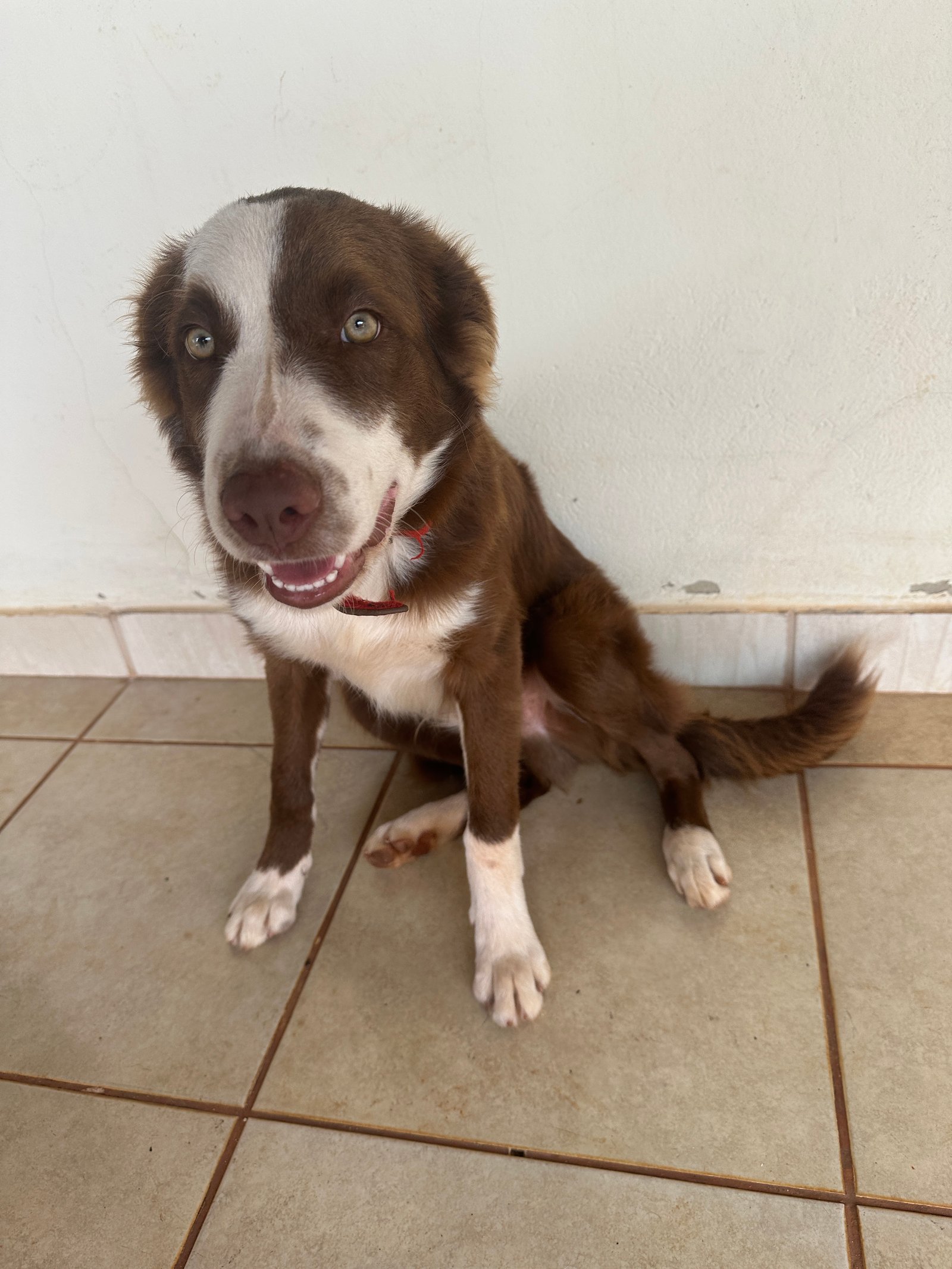Cachorro Border Collie 6 meses marrom - Foto 1