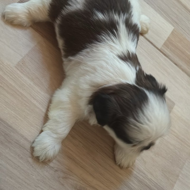 vendo lindos filhotes de shtih tzu macho - Foto 1