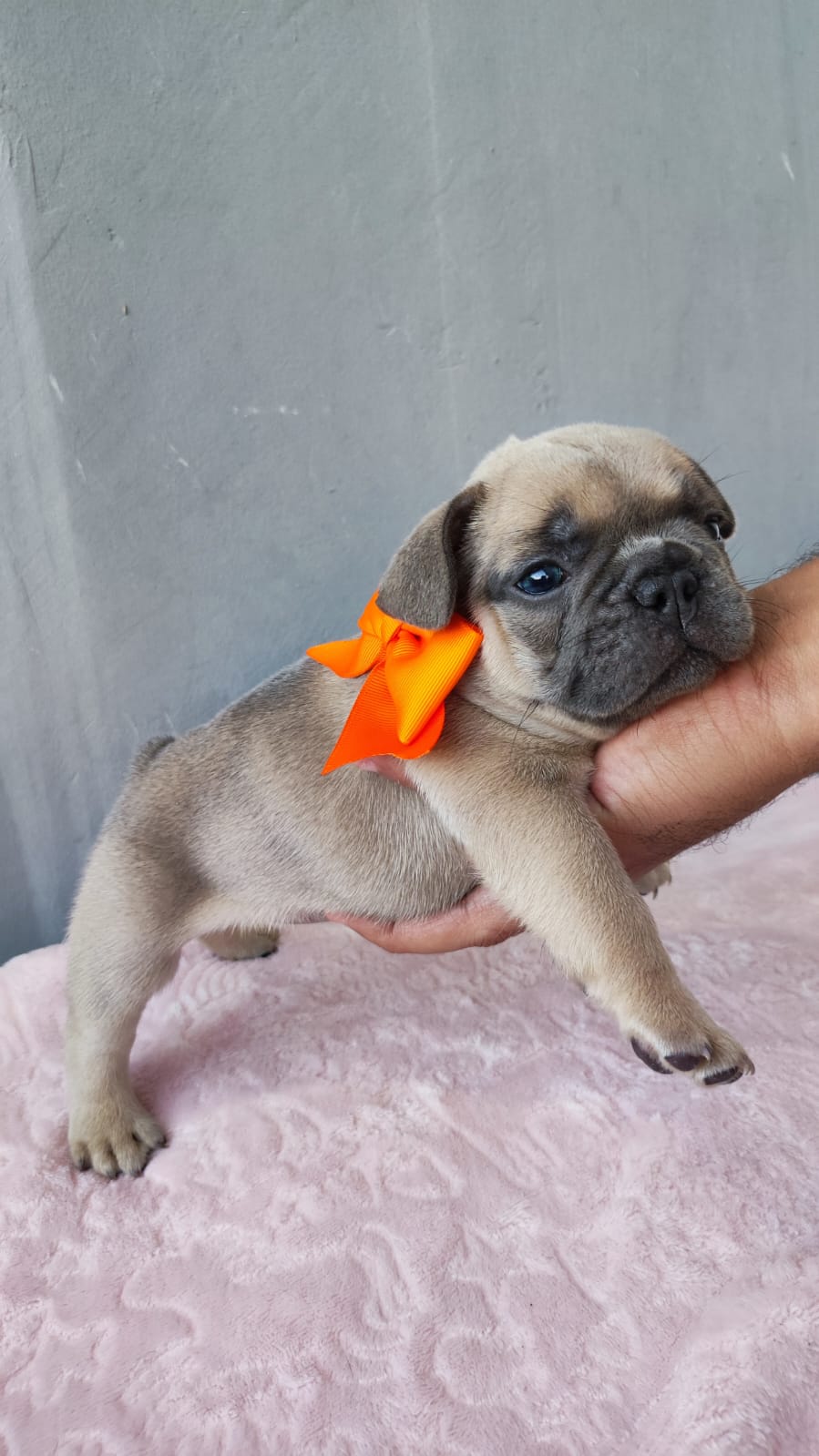 Buldogue Francês Fêmeas filhotes  - Foto 5