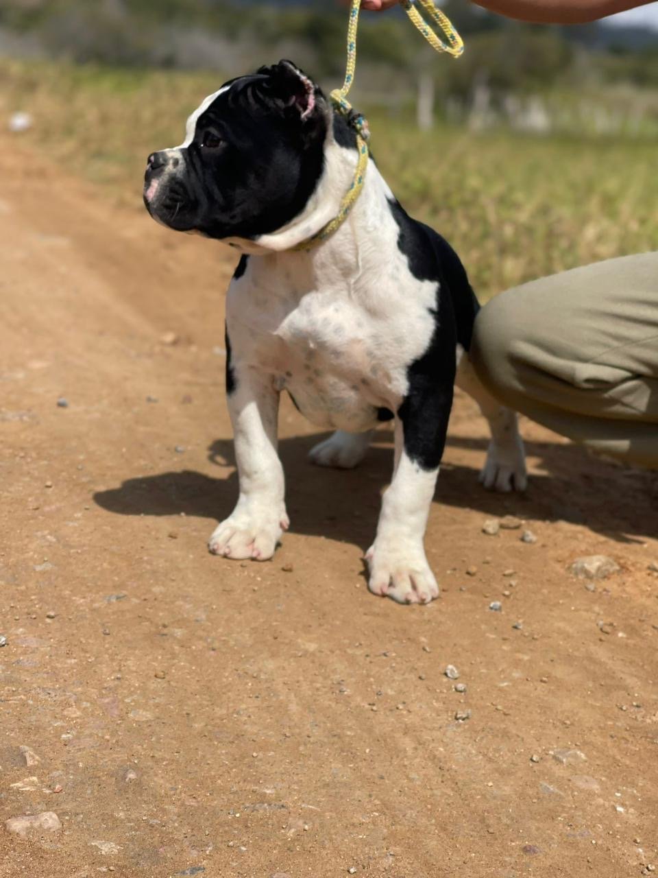 American bully - Foto 1