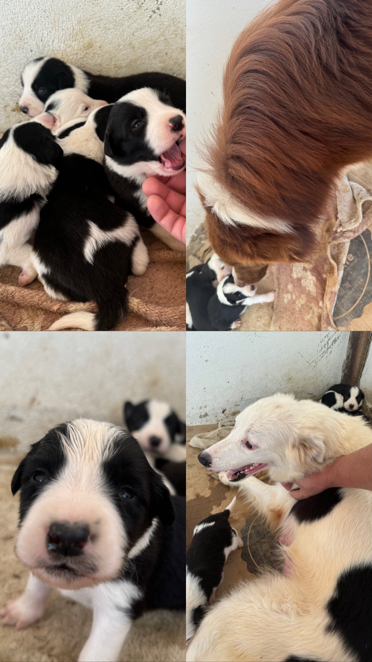 FILHOTES BORDER COLLIE COM PEDIGREE  - Foto 3
