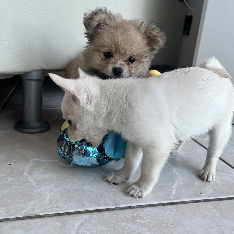 Lindos filhotes chihuahua e Lulu da Pomerânea - Foto 1