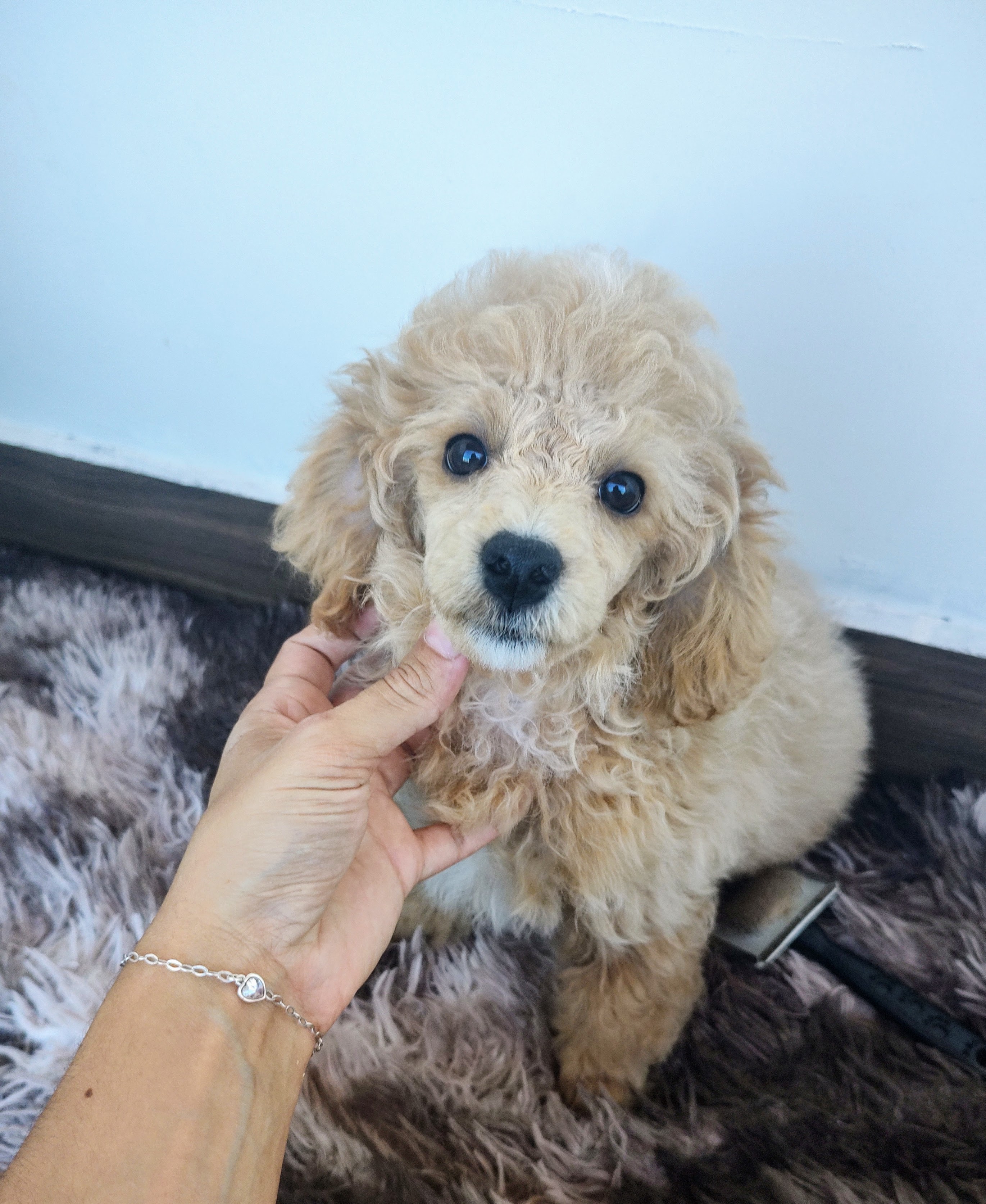 Poodle Abricot  - Foto 1