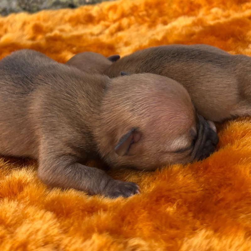 Fêmea de Pinscher - Foto 1