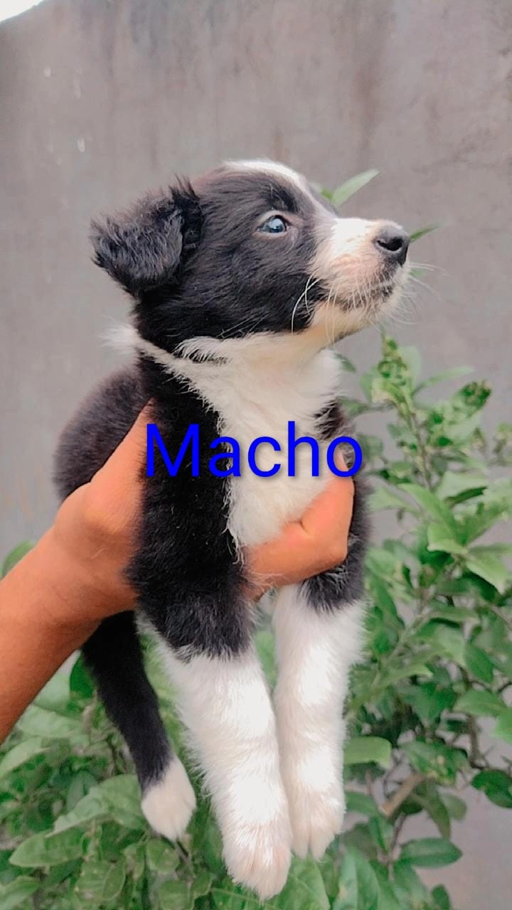 Filhotes Border Collie  - Foto 4