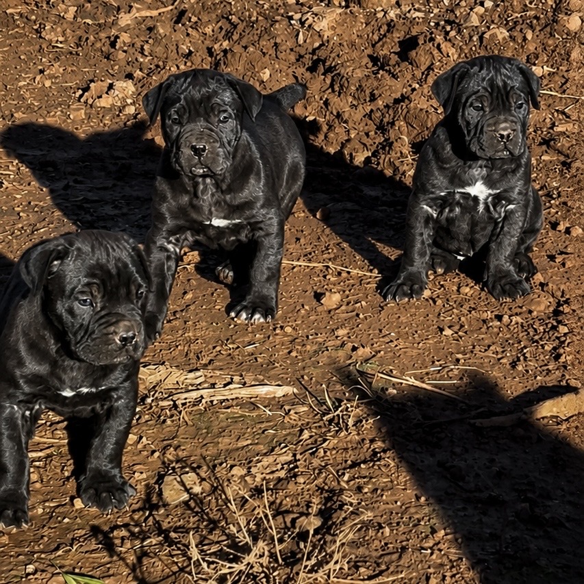 Filhote de Cane Corso - Foto 1