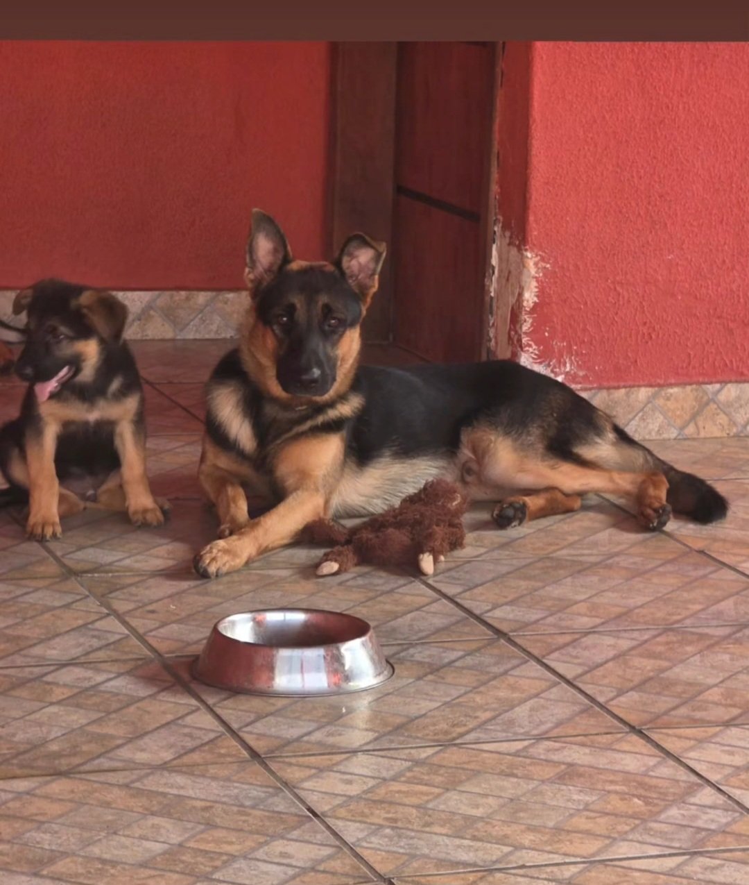 Venda de pastor alemão  - Foto 4