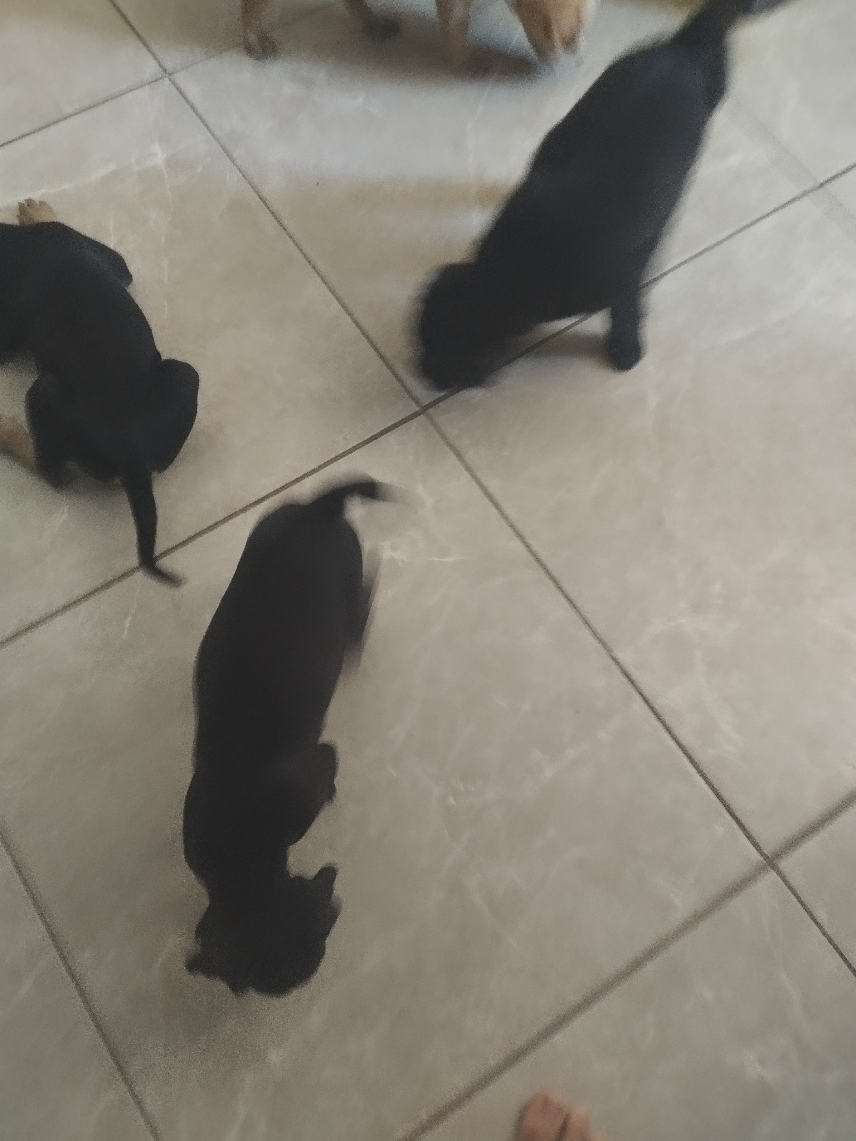 Shar Pei - Foto 3
