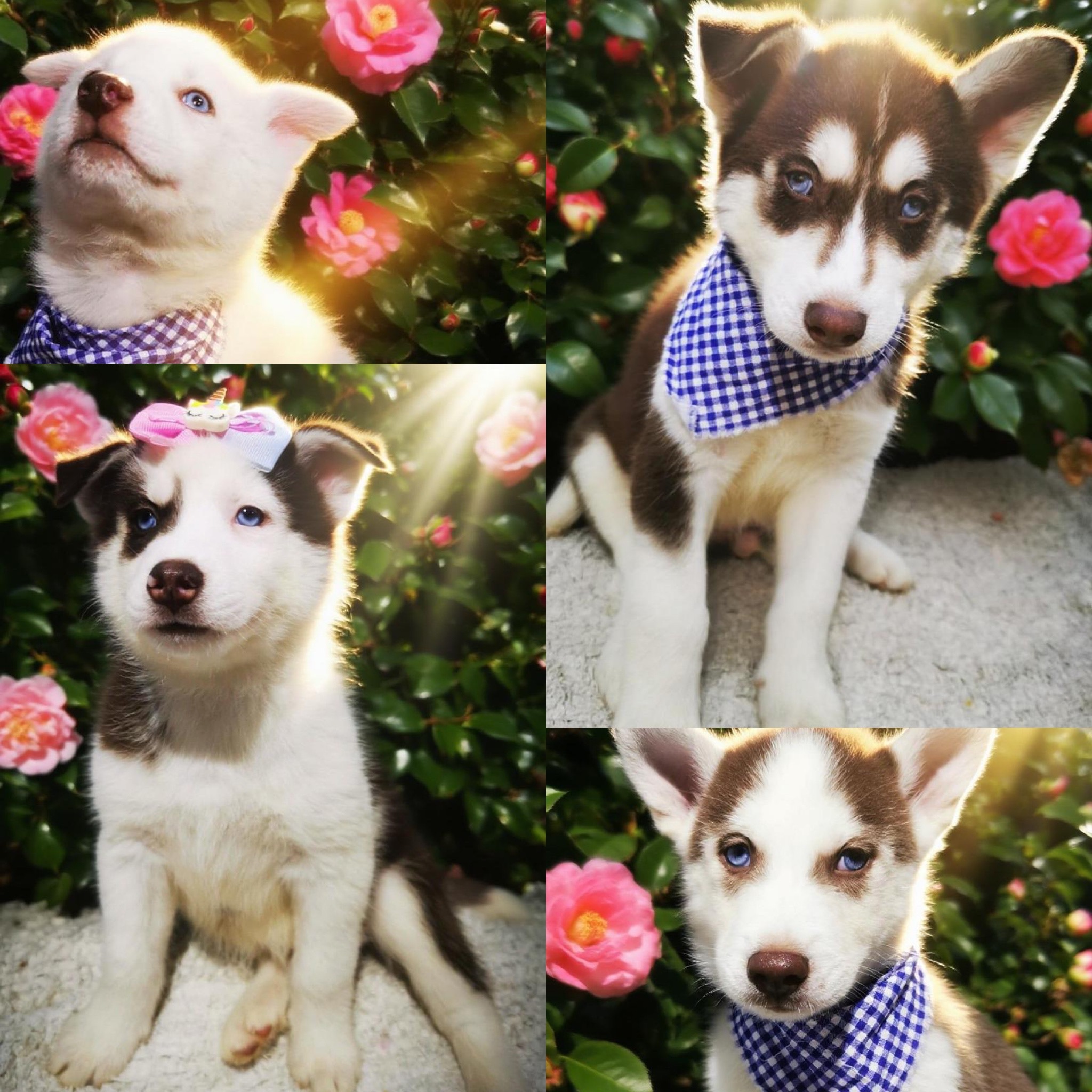 Husky Siberiano - Foto 1