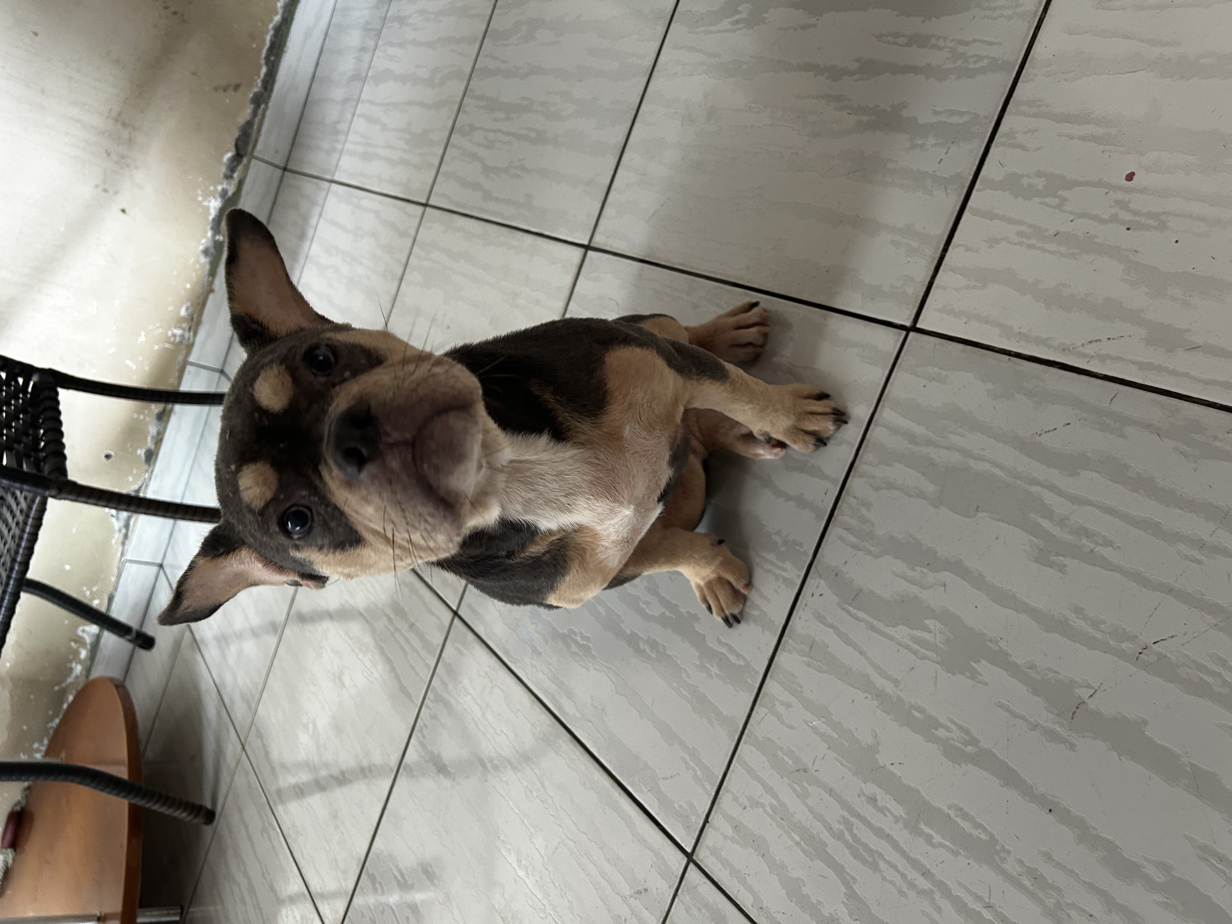 American Bully - Foto 1