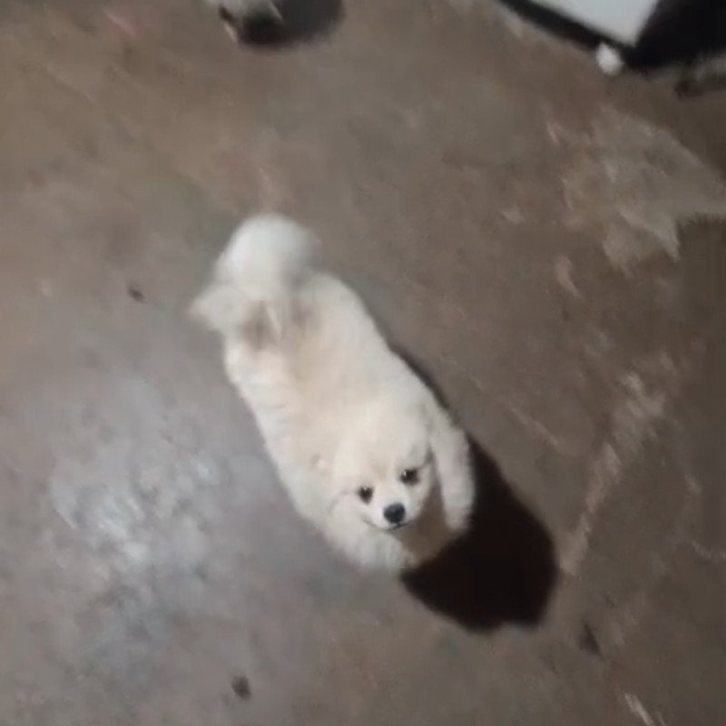 Vê do filhote de lulu da pomerânia  com 7 meses - Foto 1