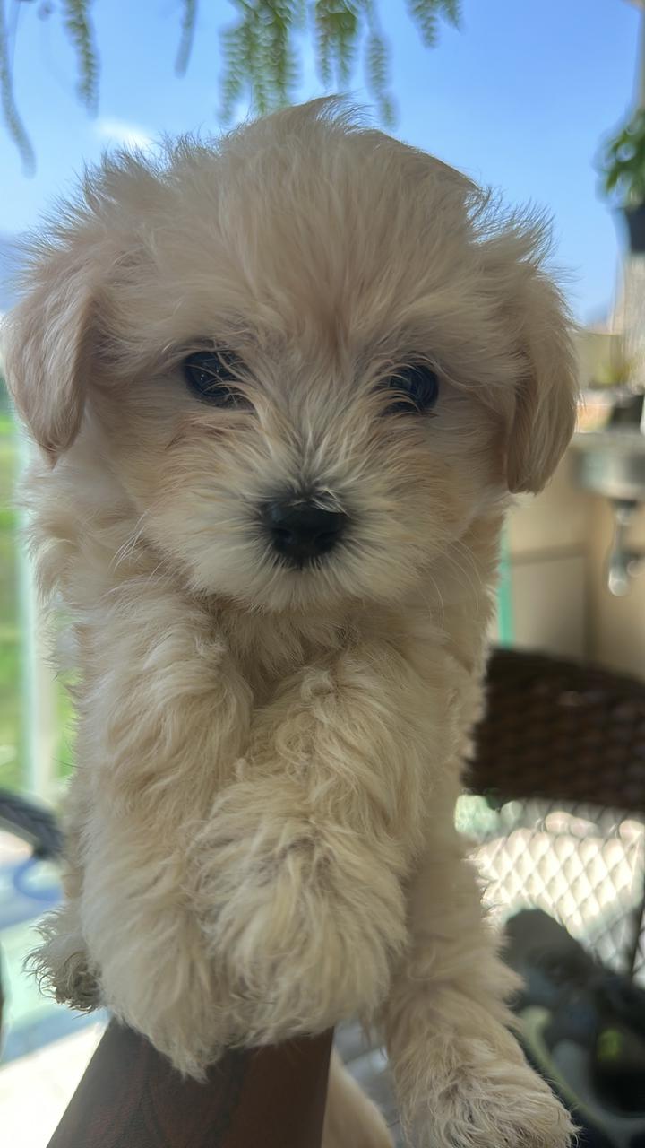 Poodle - Foto 1
