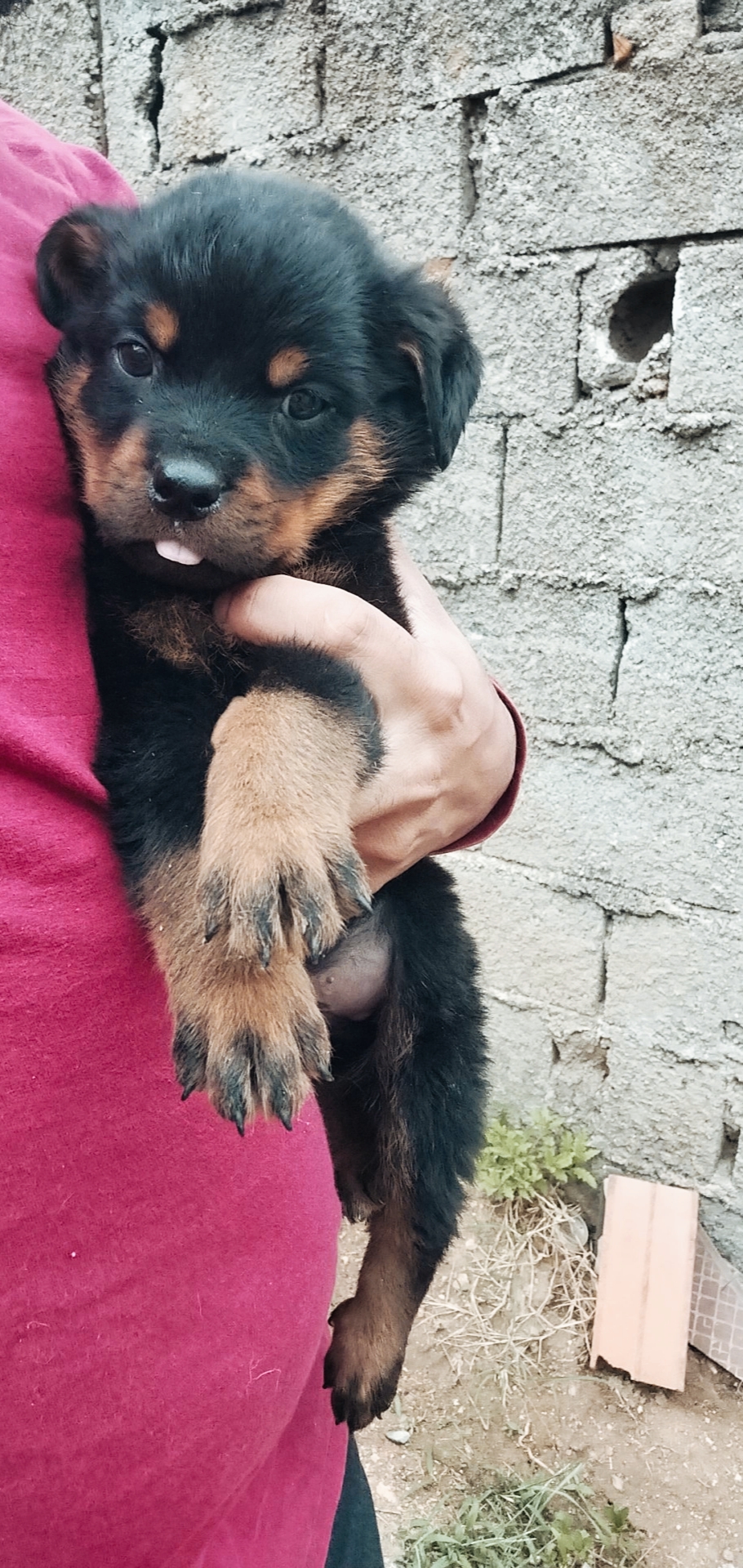 Rottweiler - Foto 1
