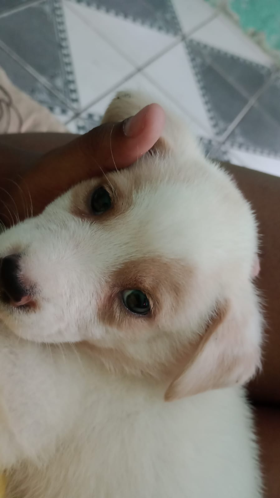 Vendo cão filhote 2 meses porte grande  - Foto 1