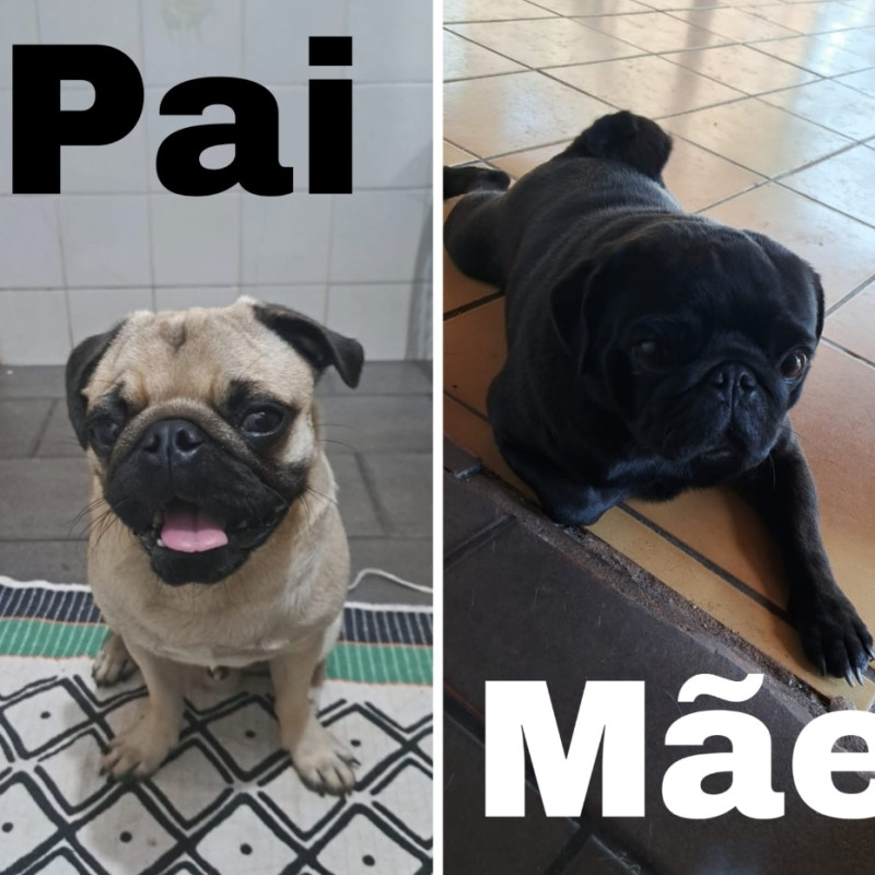 Filhotes de pug - Foto 4