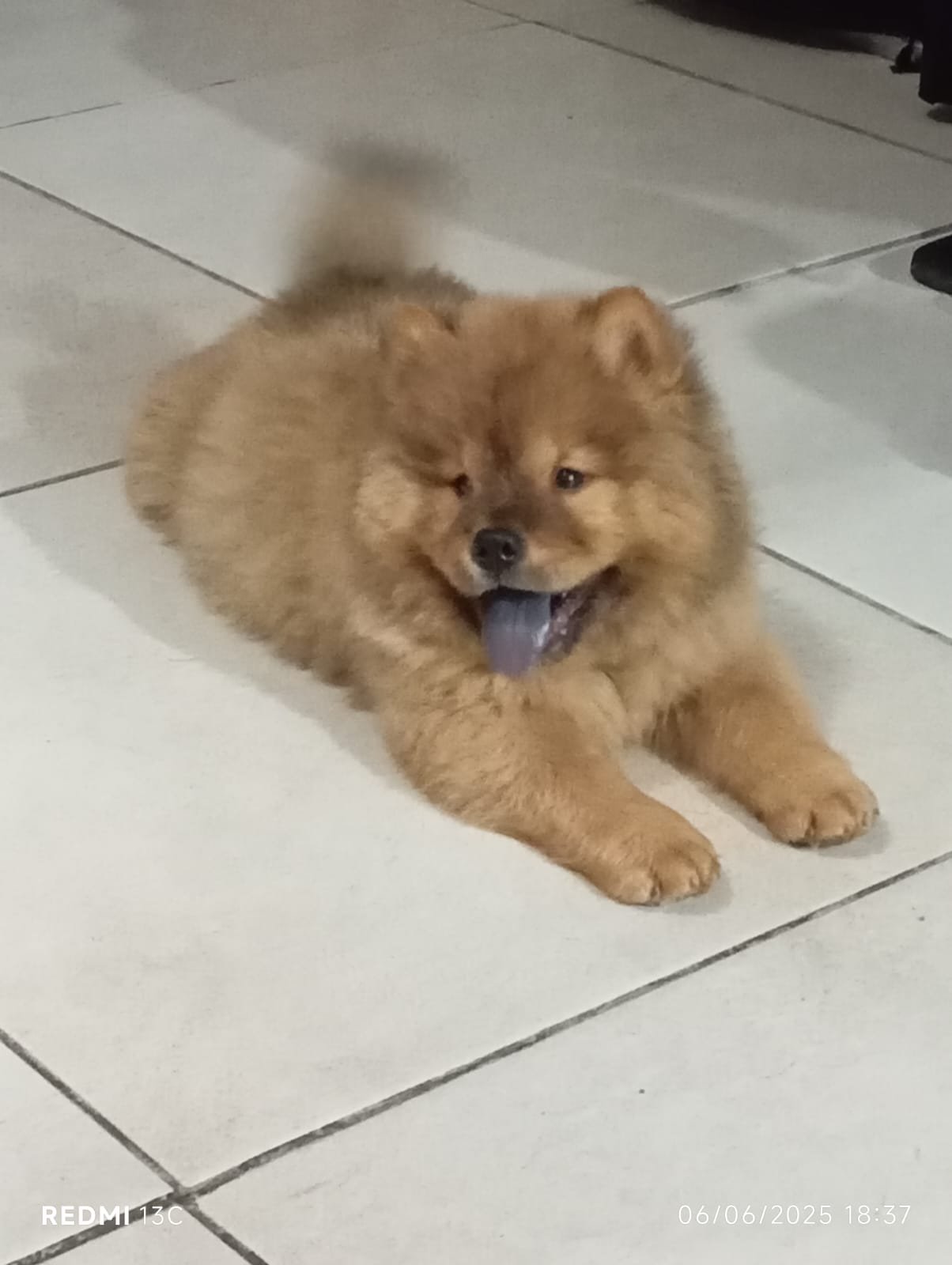 CHOW CHOW filhotes  - Foto 1