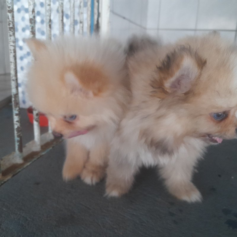 Vendo filhotes de spitz alemão - Foto 1