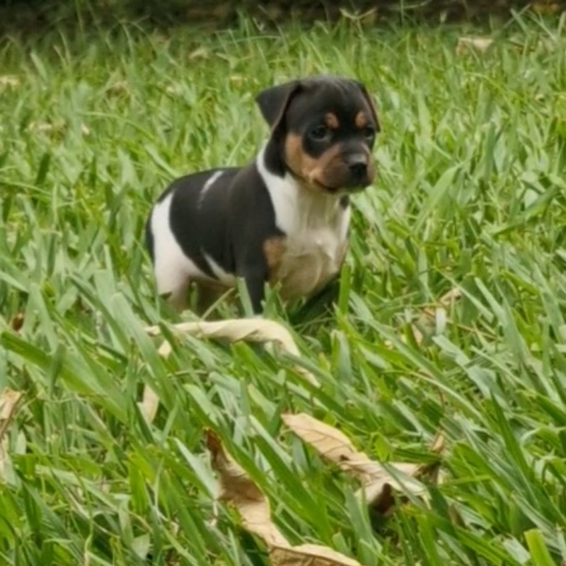 Lindos filhotes de Terrier Brasileiro - Foto 1